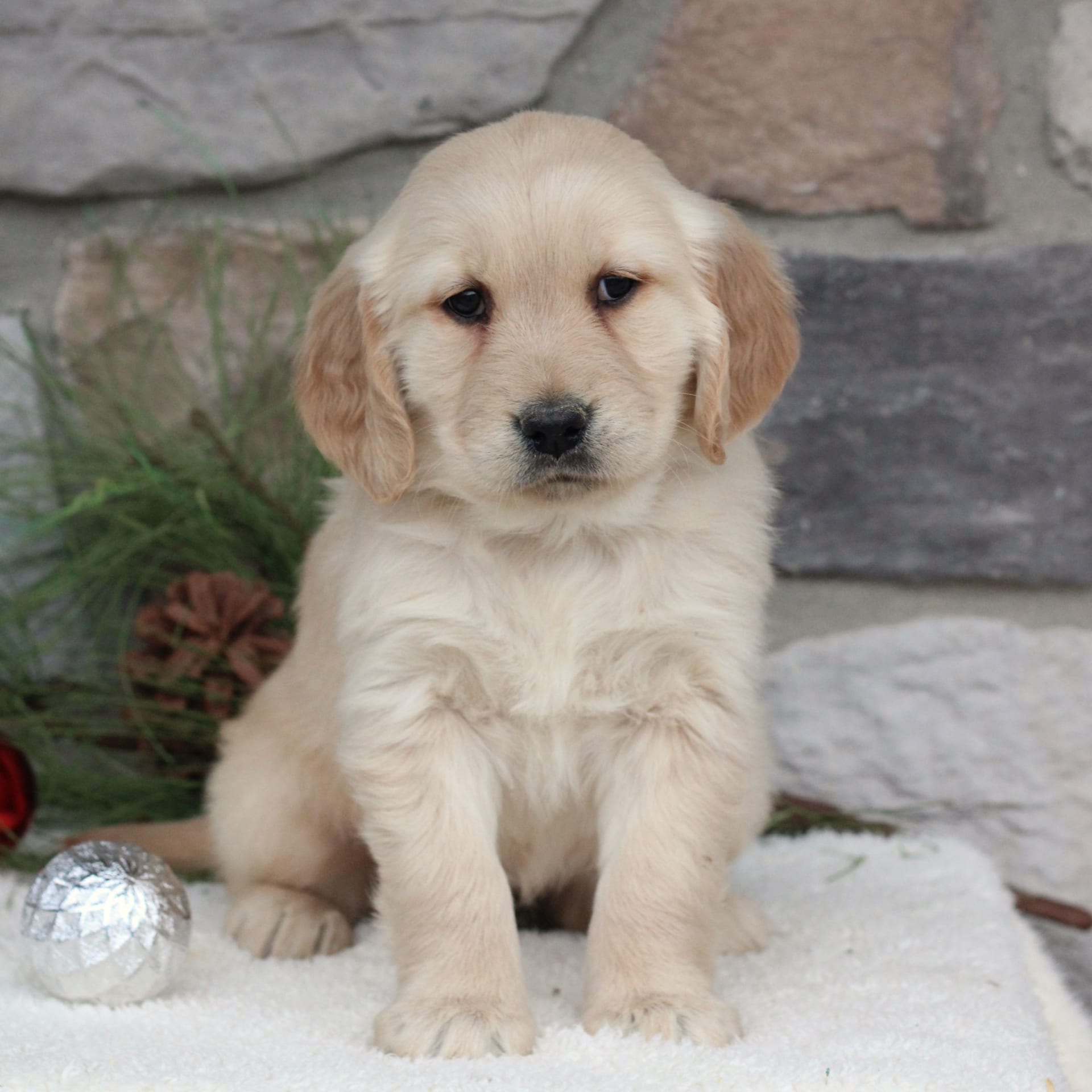 Lancaster Puppies Golden Retriever - u5ud1ni