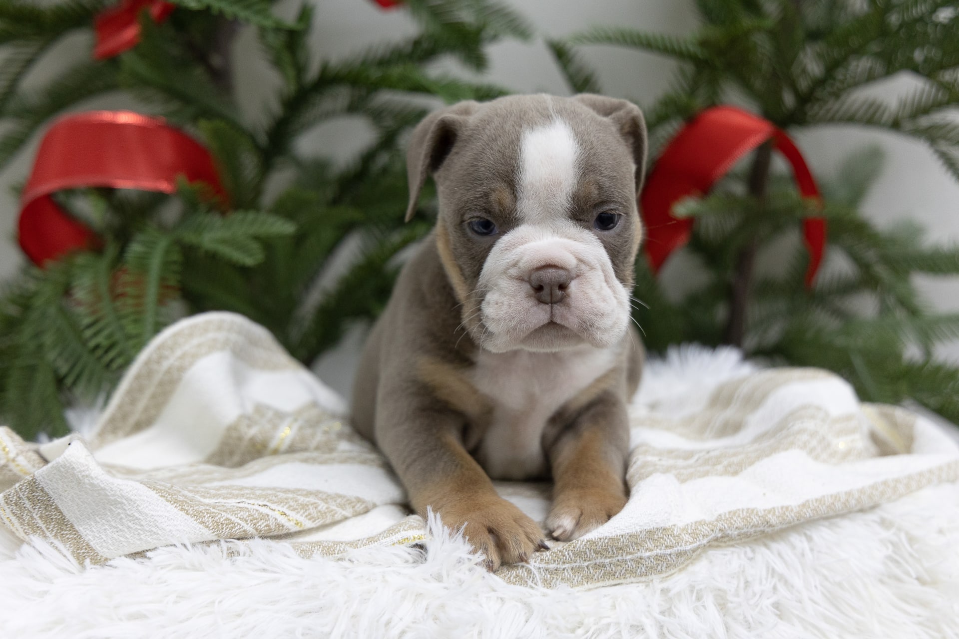 Ivy English Bulldog and Olde English Bulldogge Hybrid Puppy for Sale