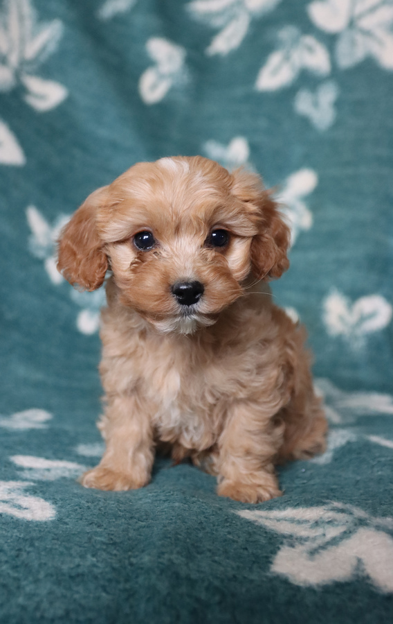 Nelson Cavapoo Puppy for Sale in Leola, PA Lancaster Puppies