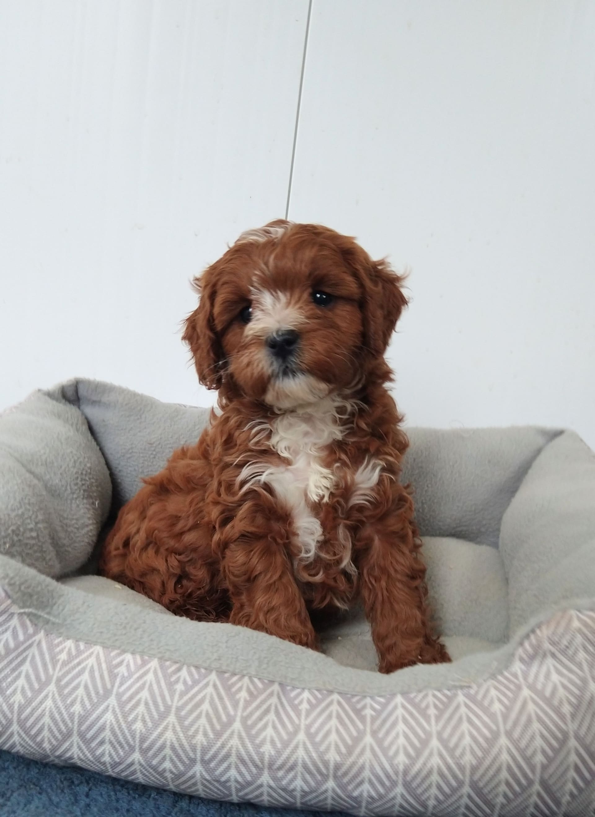 Peanut Butter Kisses Cavapoo Puppy for Sale in Parkesburg, PA