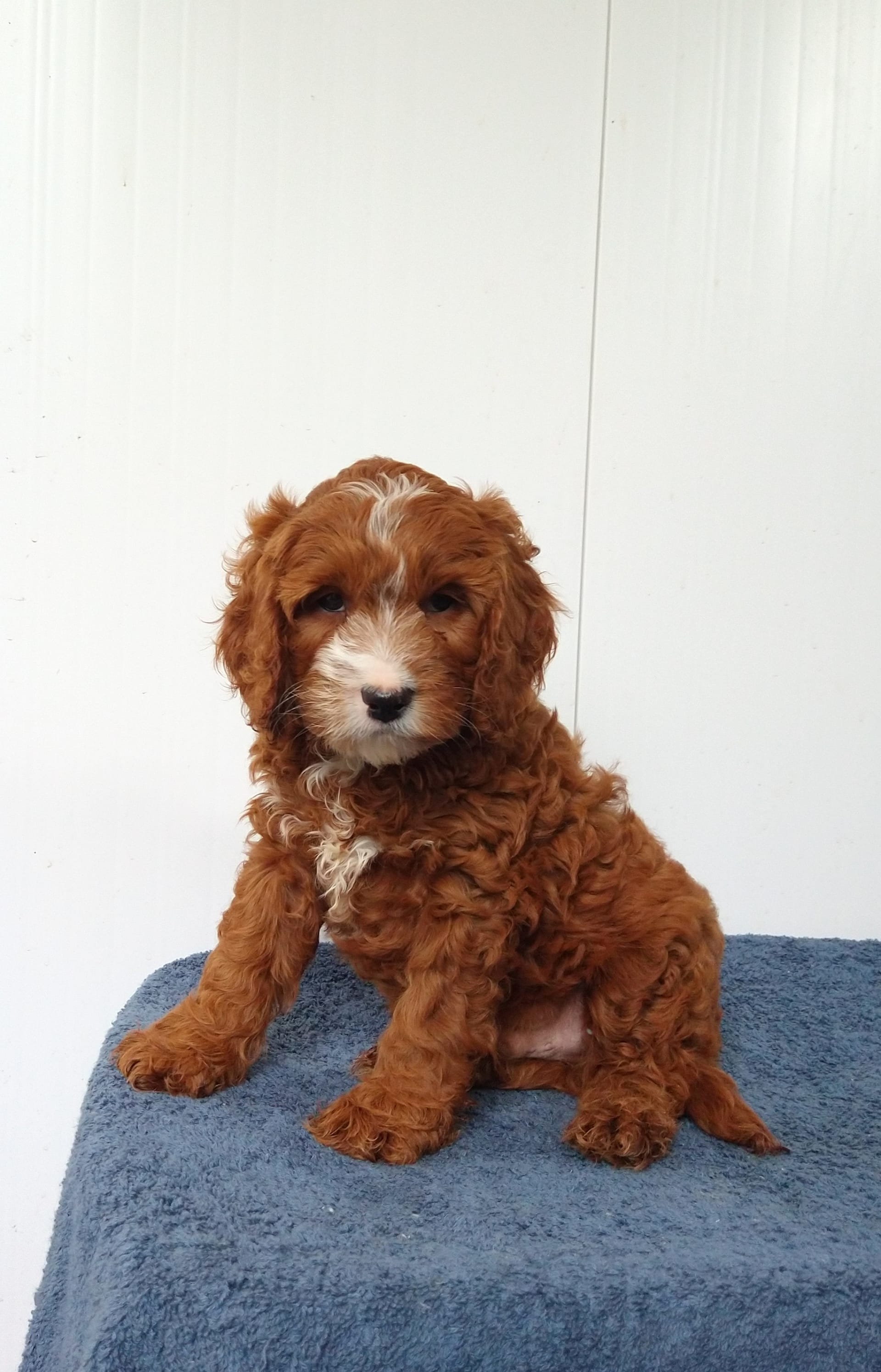 Sugar Cookie Cavapoo Puppy for Sale in Parkesburg, PA Lancaster Puppies