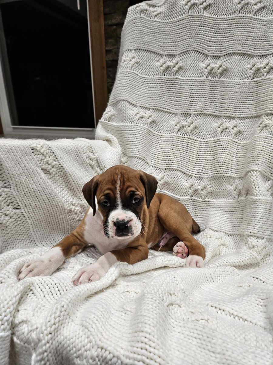 Coco Boxer Puppy for Sale in Richfield, PA Lancaster Puppies
