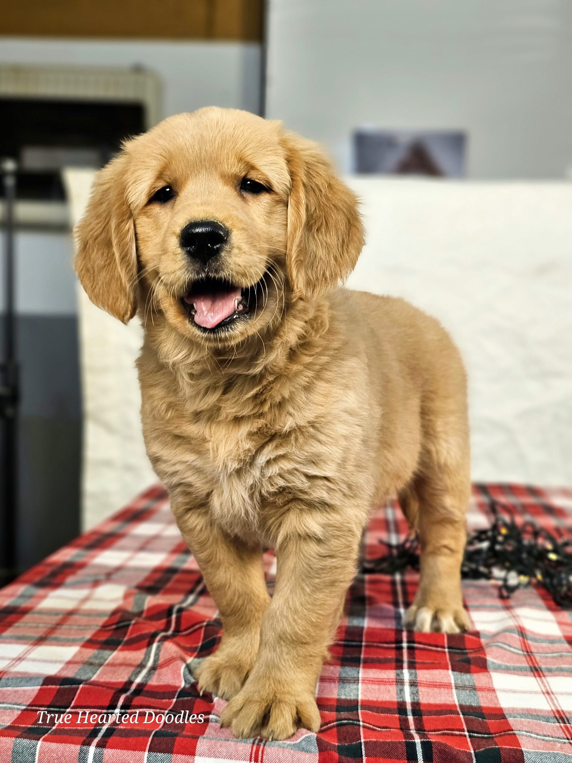 Lancaster Puppies Golden Retriever - qxd93gl