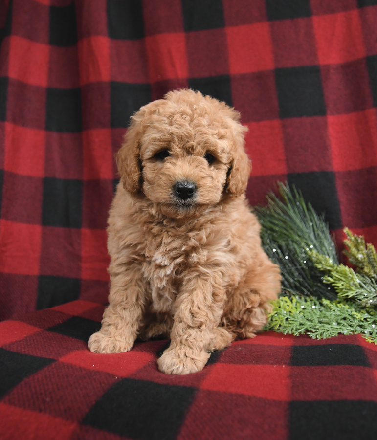 Goldendoodle 6 best sale weeks