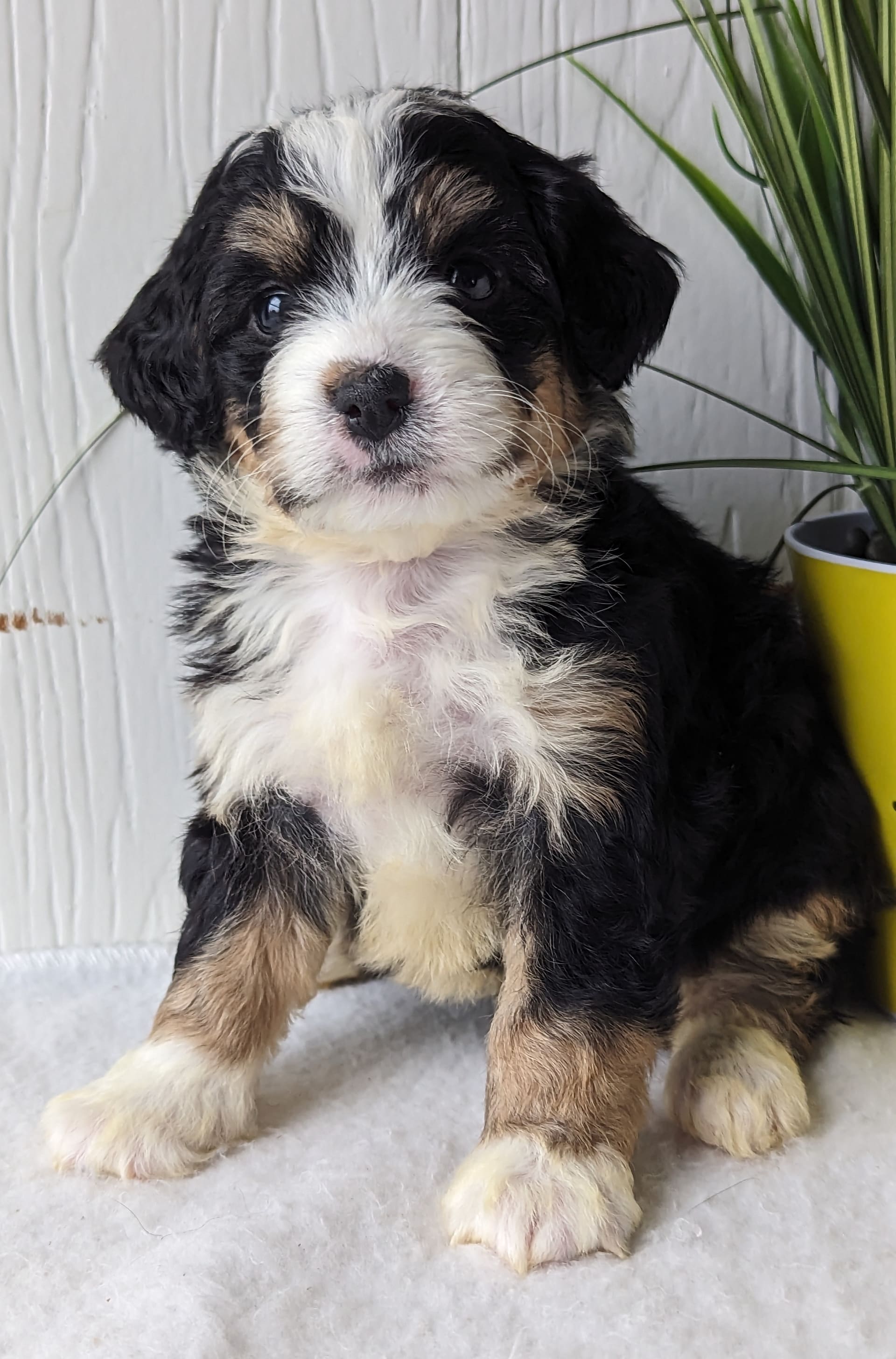 Willow - Bernedoodle Puppy for Sale in FRESNO, OH | Lancaster Puppies