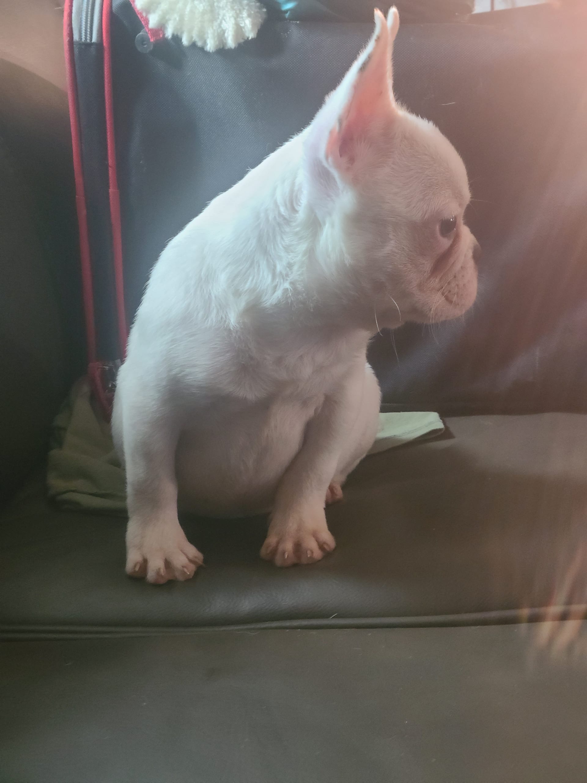 Casper French Bulldog Puppy for Sale in Poughkeepsie, NY Lancaster