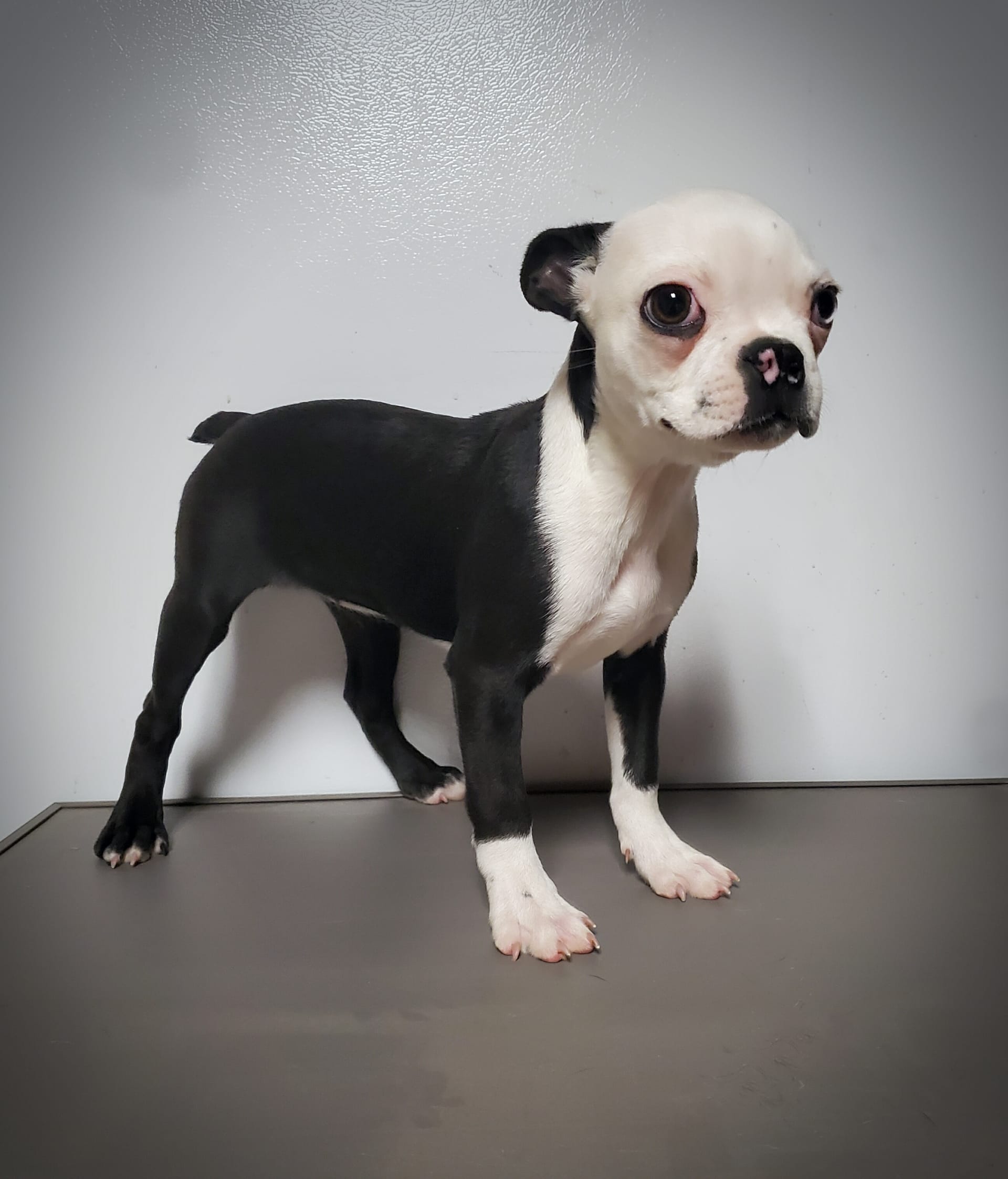 Bb - Boston Terrier Puppy for Sale in Stafford, VA | Lancaster Puppies