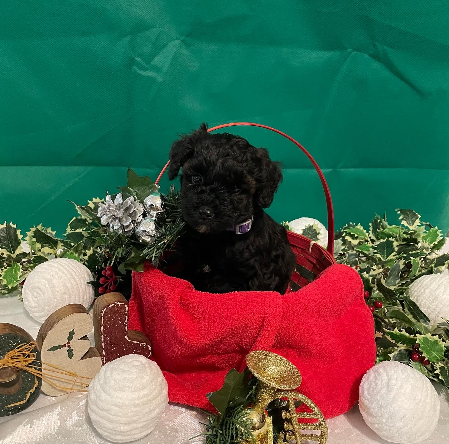 peppermint-poodle-miniature-puppy-for-sale-in-richland-pa