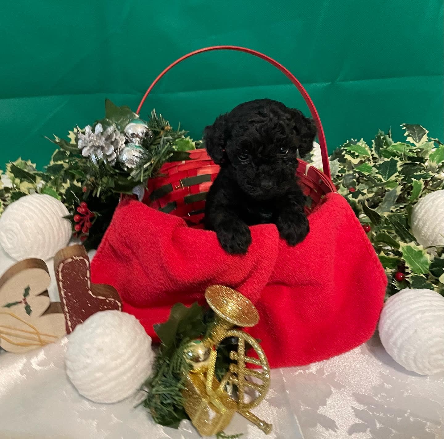 pee-wee-poodle-miniature-puppy-for-sale-in-richland-pa-lancaster