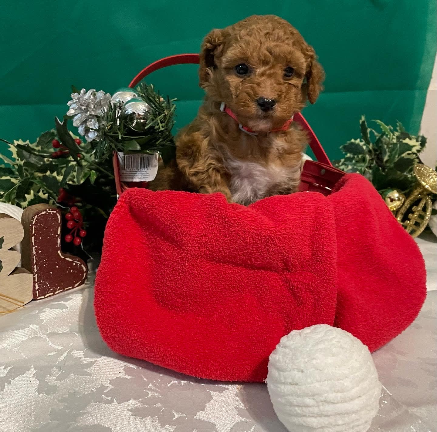 pretzel-poodle-miniature-puppy-for-sale-in-richland-pa-lancaster