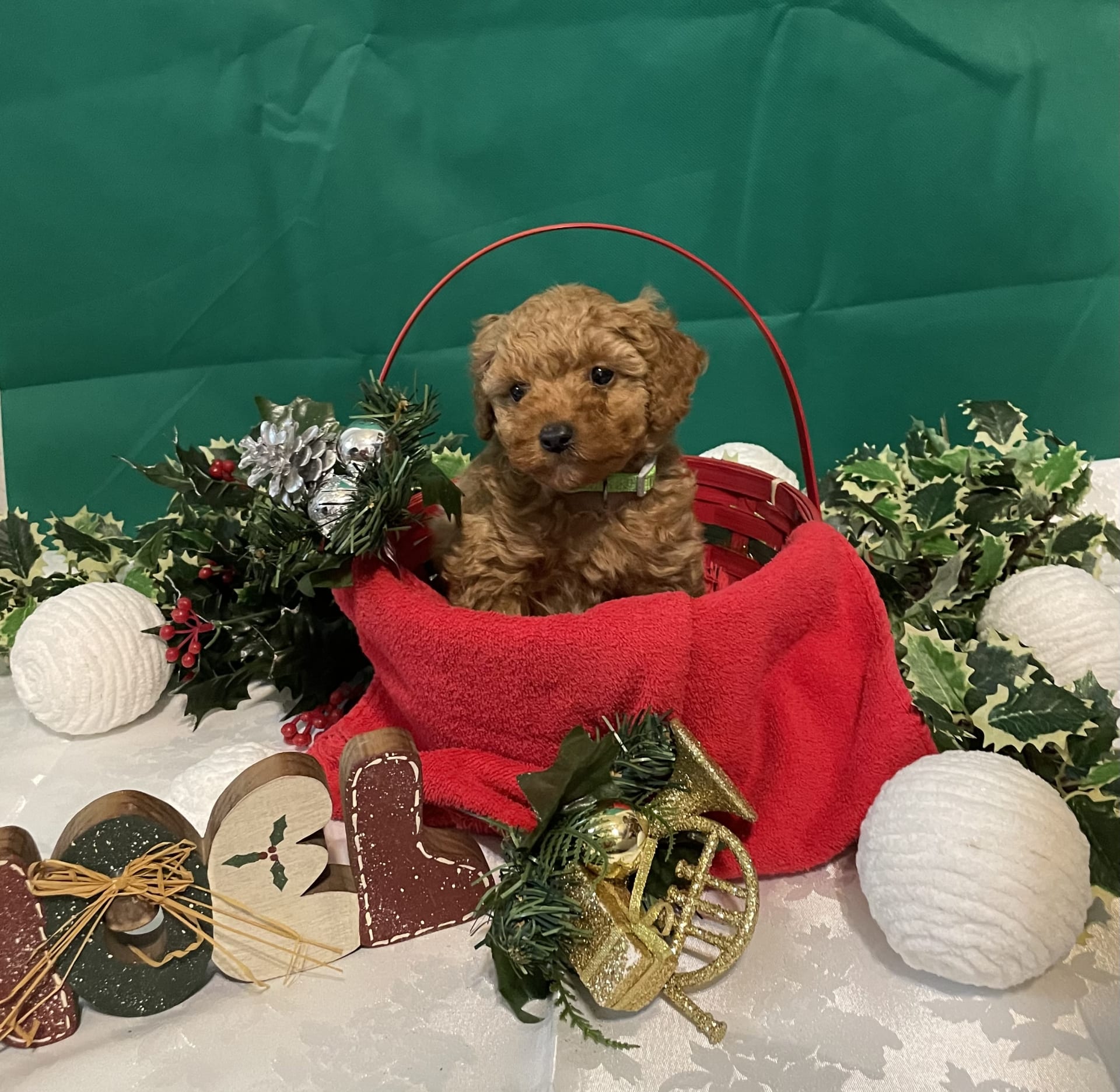 percy-poodle-miniature-puppy-for-sale-in-richland-pa-lancaster-puppies
