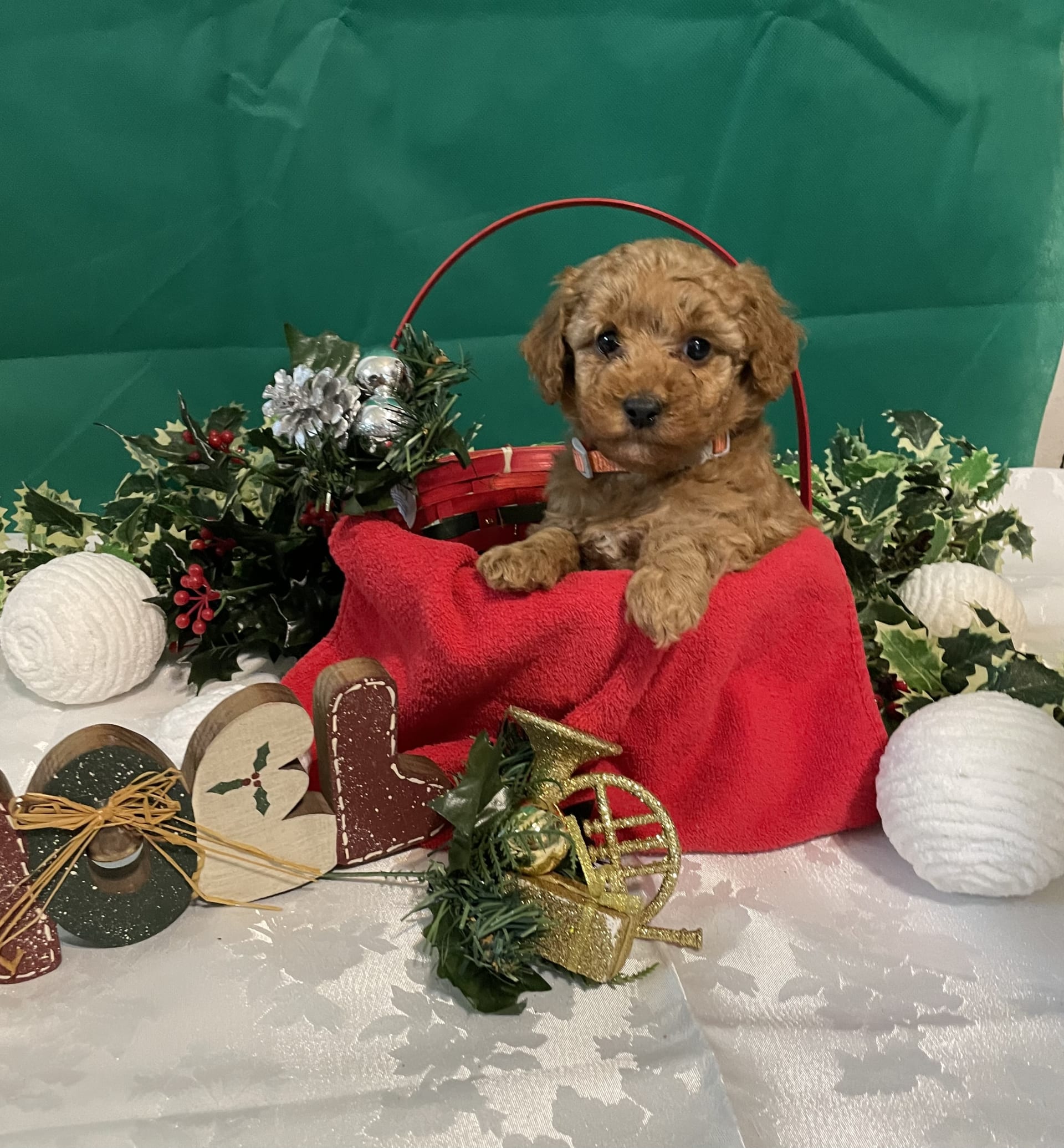 pumpkin-poodle-miniature-puppy-for-sale-in-richland-pa-lancaster