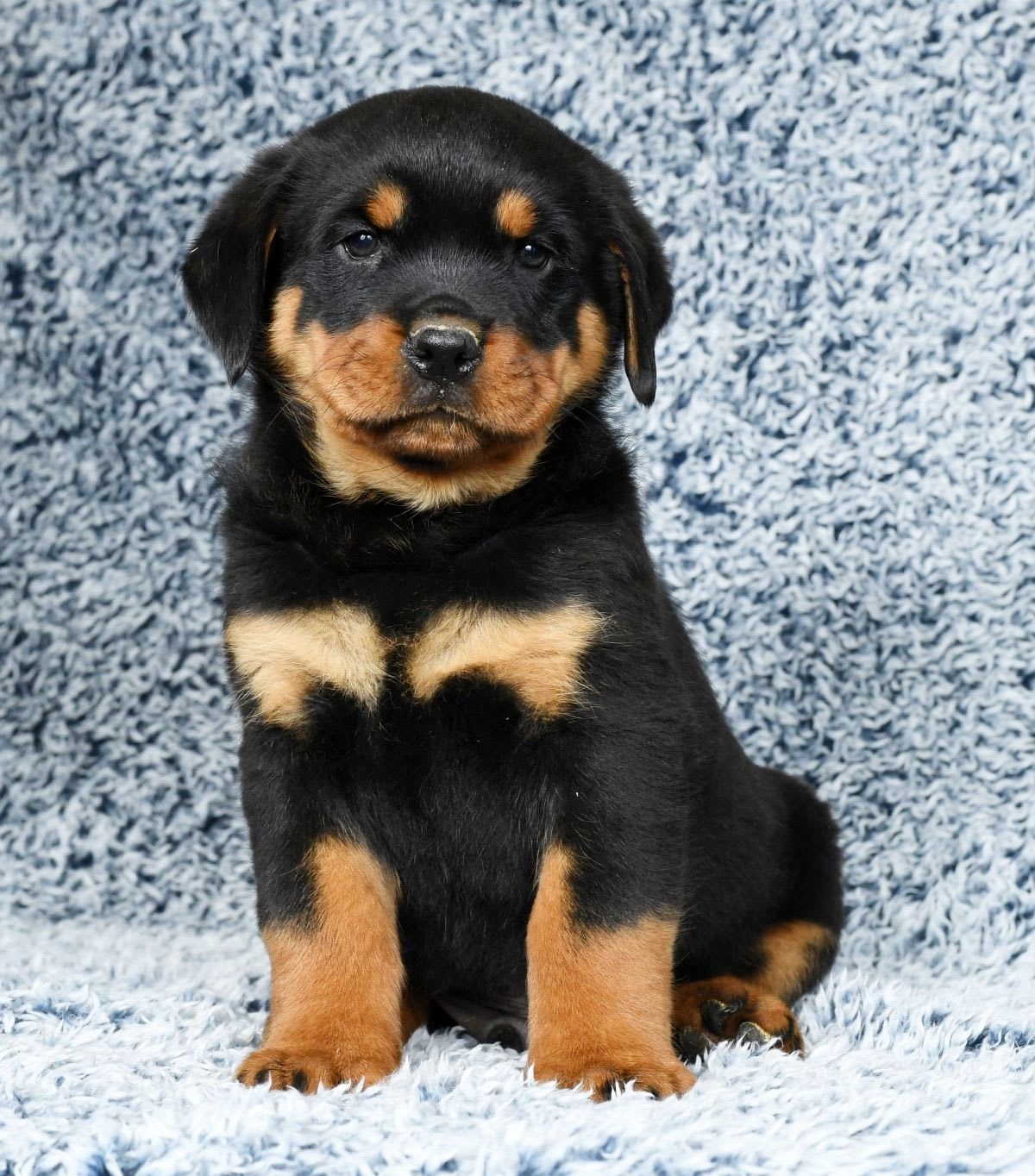 Ace Rottweiler Puppy for Sale in Millersburg, OH Lancaster Puppies