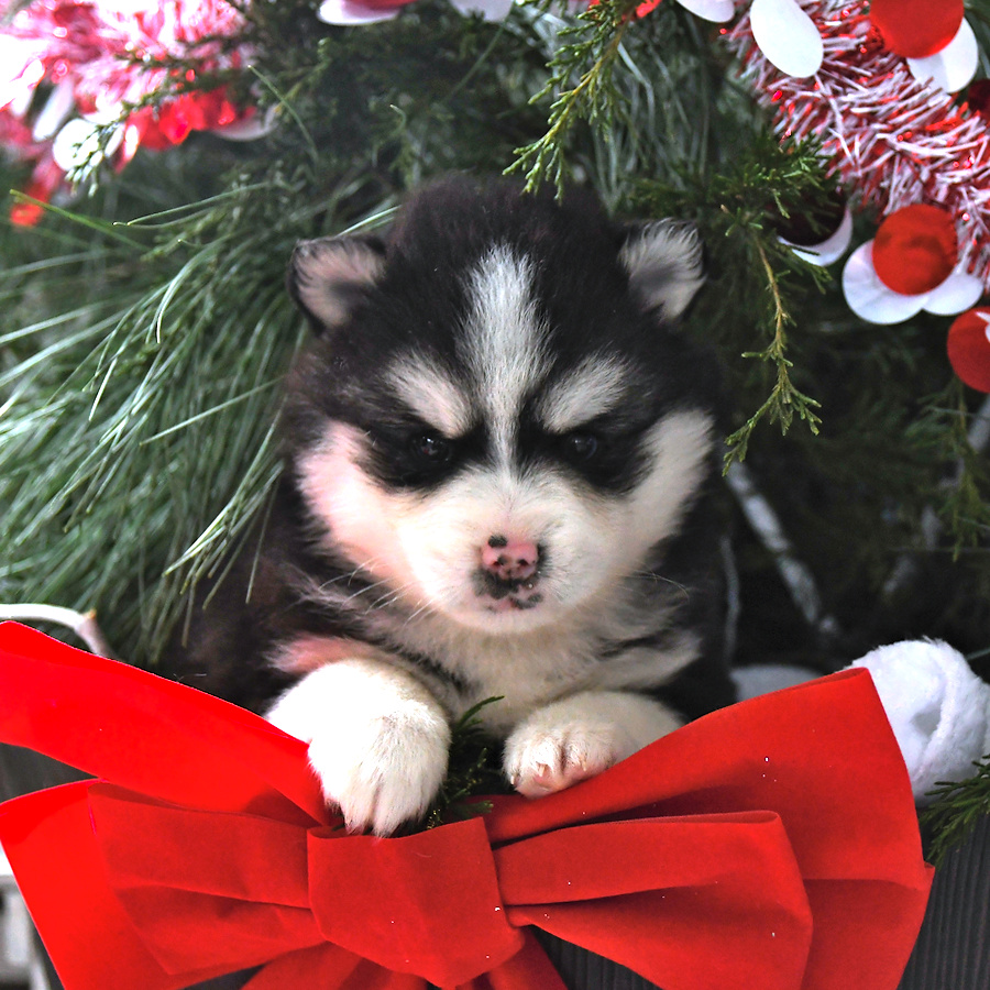 Nicholas Pomsky Puppy for Sale in Dover, DE Lancaster Puppies