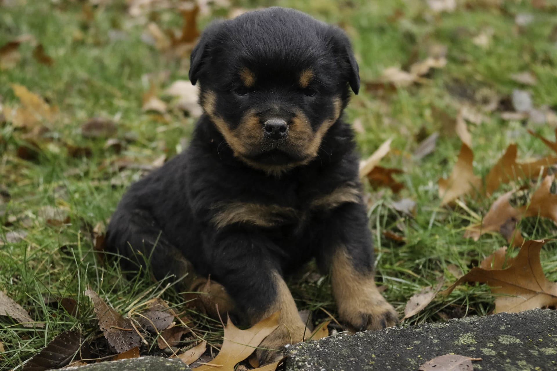 Nikita Rottweiler Puppy for Sale in Goshen, IN Lancaster Puppies