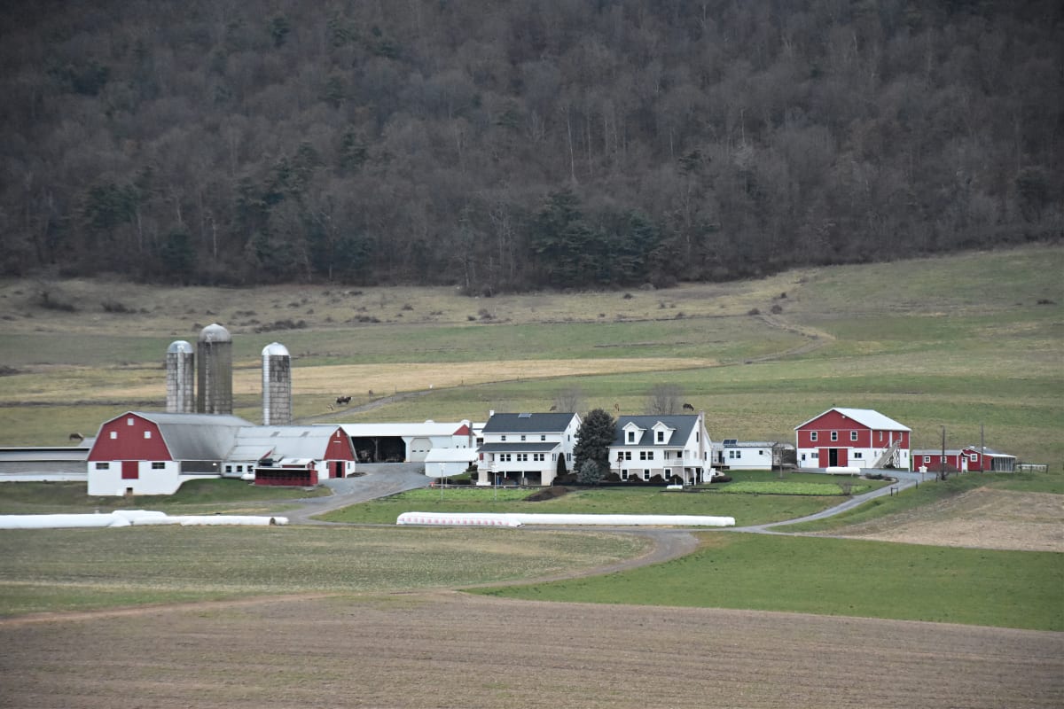 Mountain View Kennel Lancaster Puppies