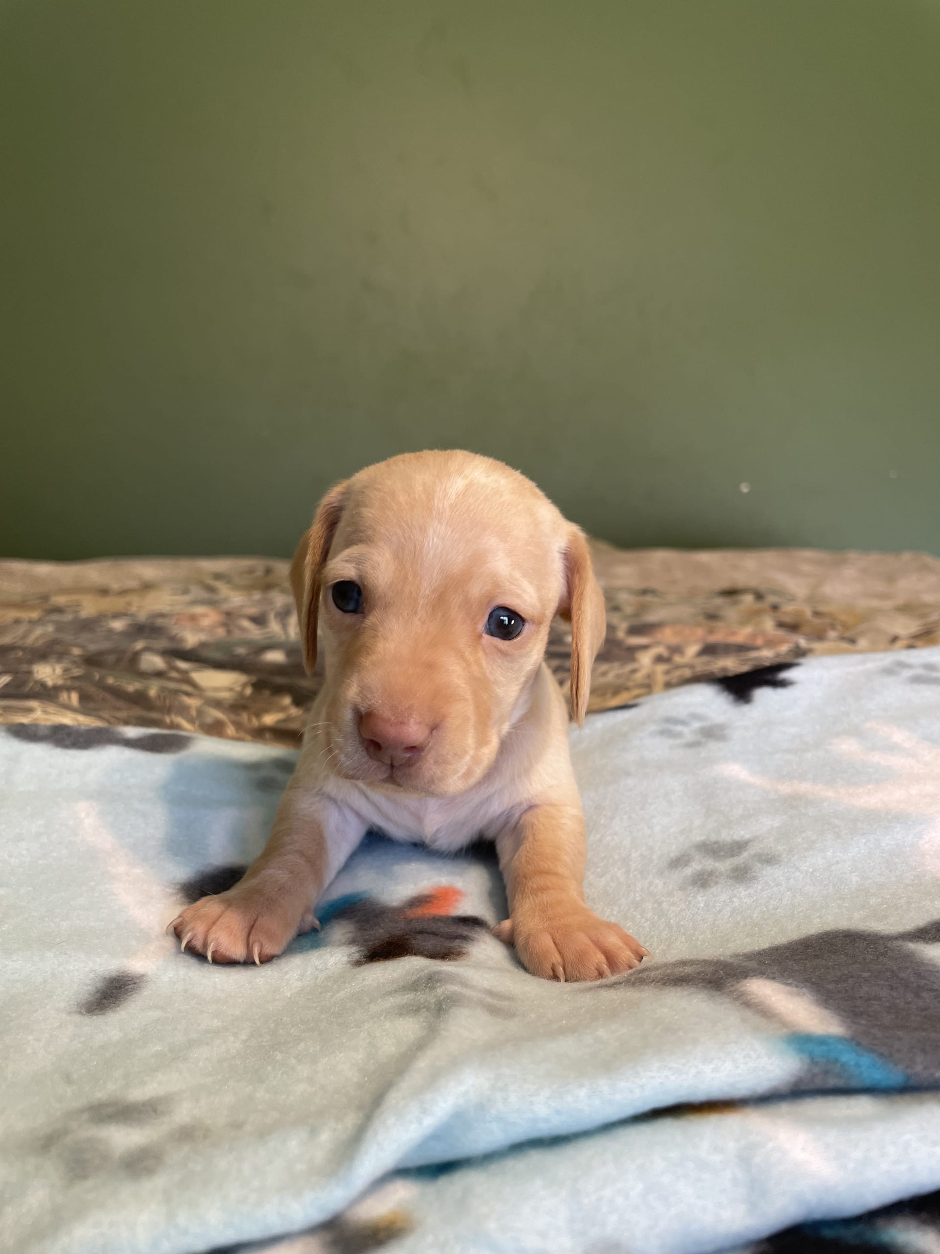 Reggie Dachshund Miniature Puppy for Sale in WV