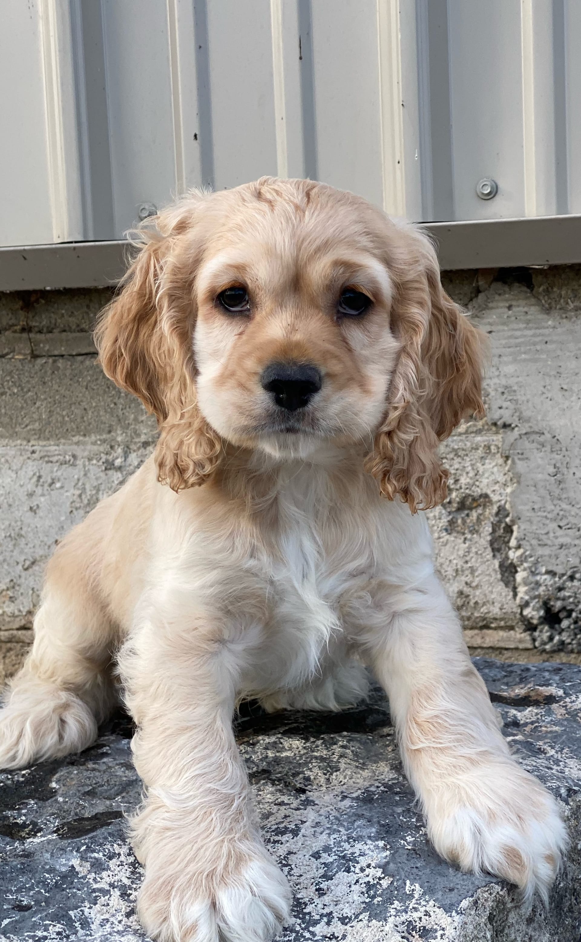 Racer - Cocker Spaniel Puppy for Sale in Seneca Falls, NY | Lancaster ...