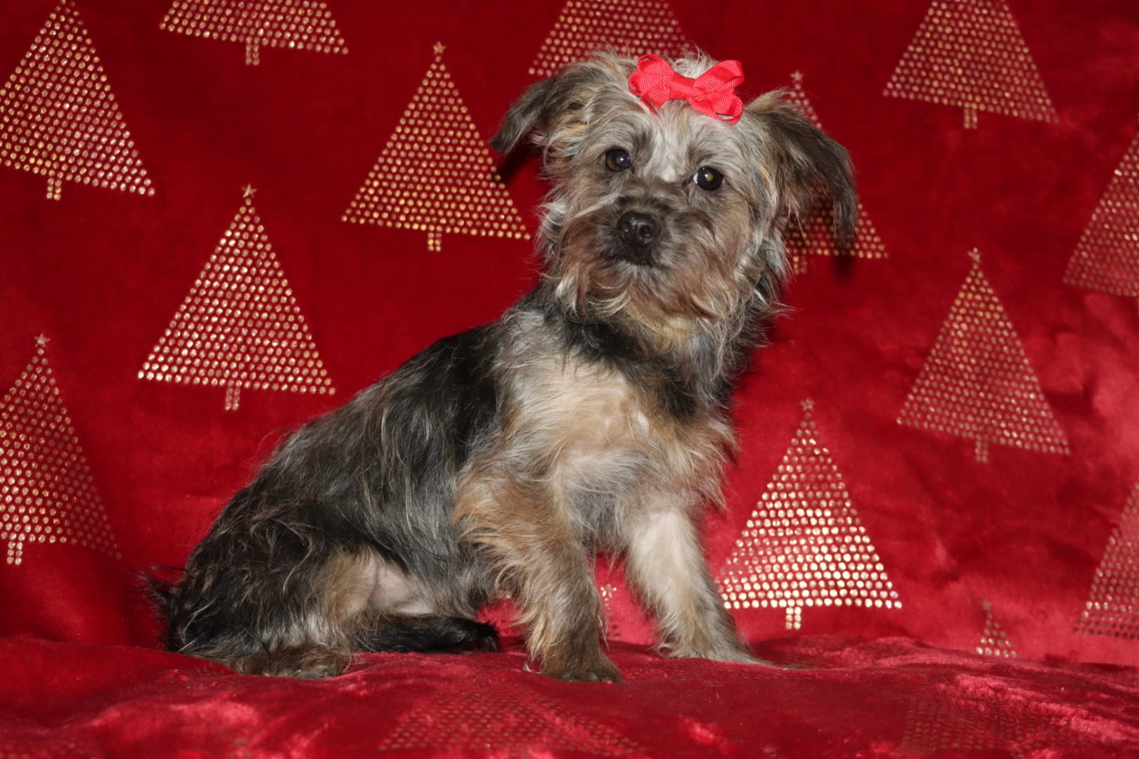 Millie Yorkiepoo Puppy for Sale in Goshen, IN Lancaster Puppies