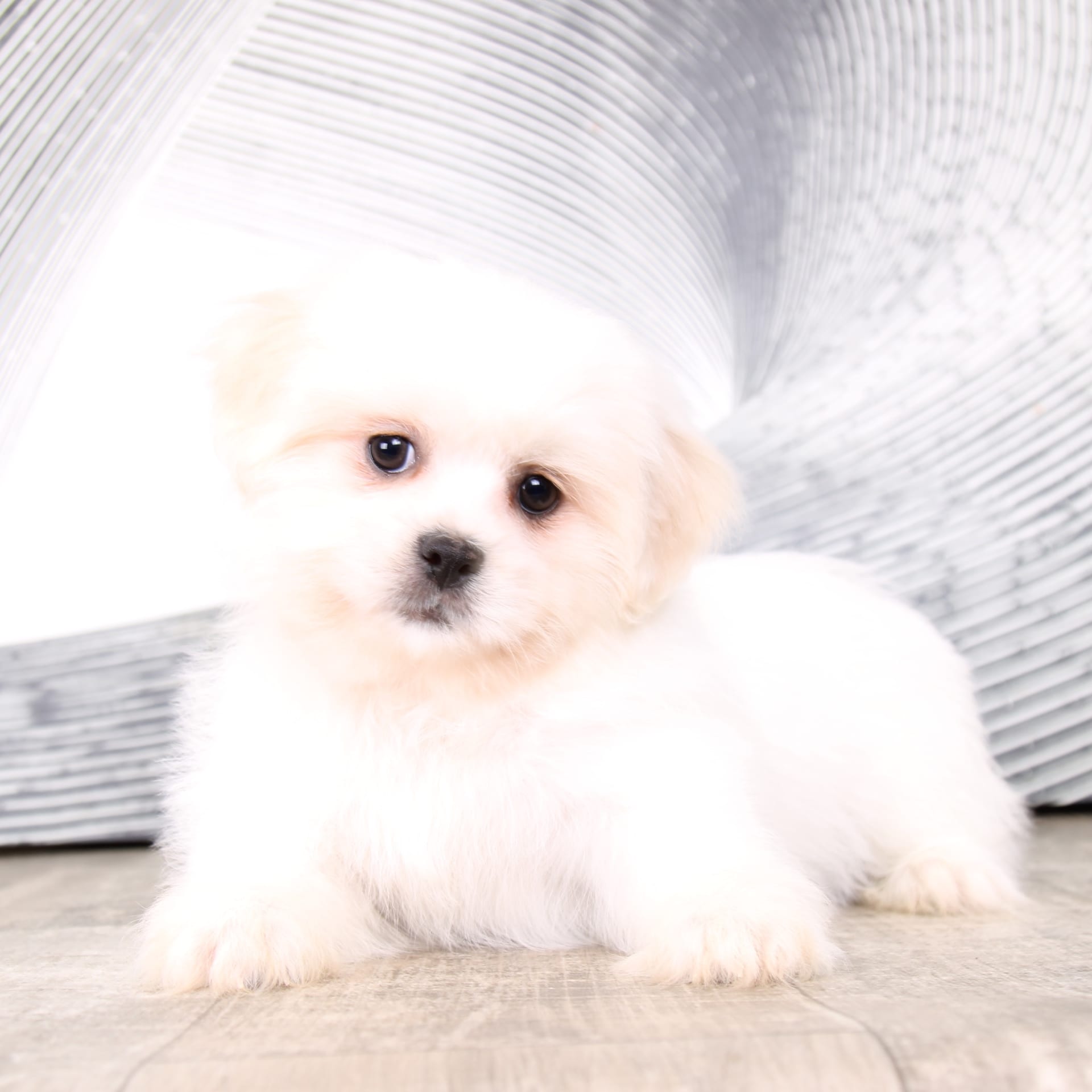 Marshmallow Teddy Bear Puppy for Sale in West Point, IN Lancaster