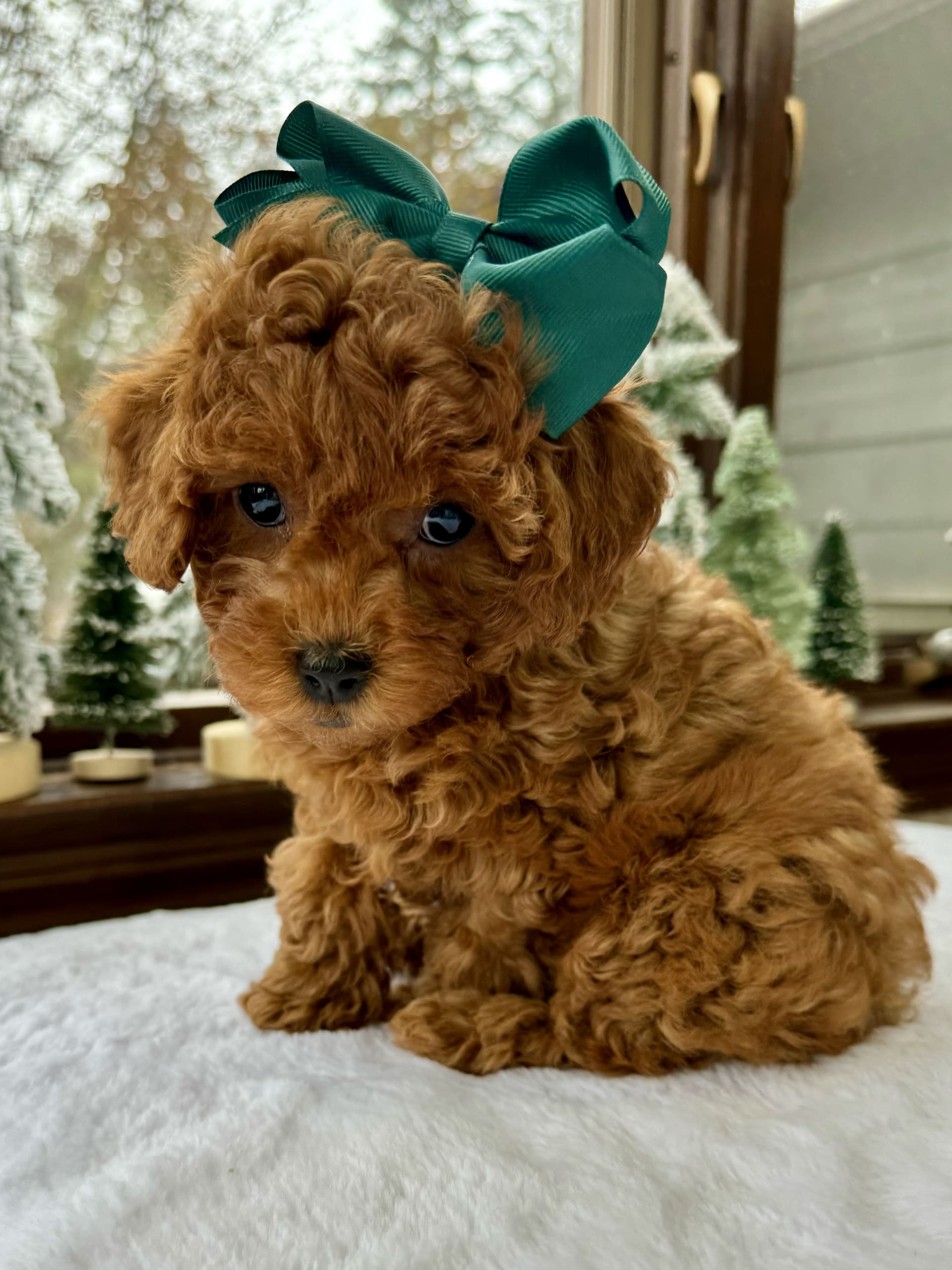 red toy poodle  Teddy bear poodle, Toy poodle puppies, Poodle puppy