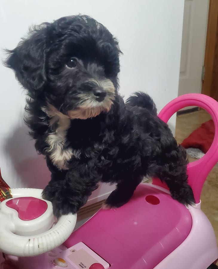 Twila Havapoo Puppy for Sale in Peebles, OH Lancaster Puppies