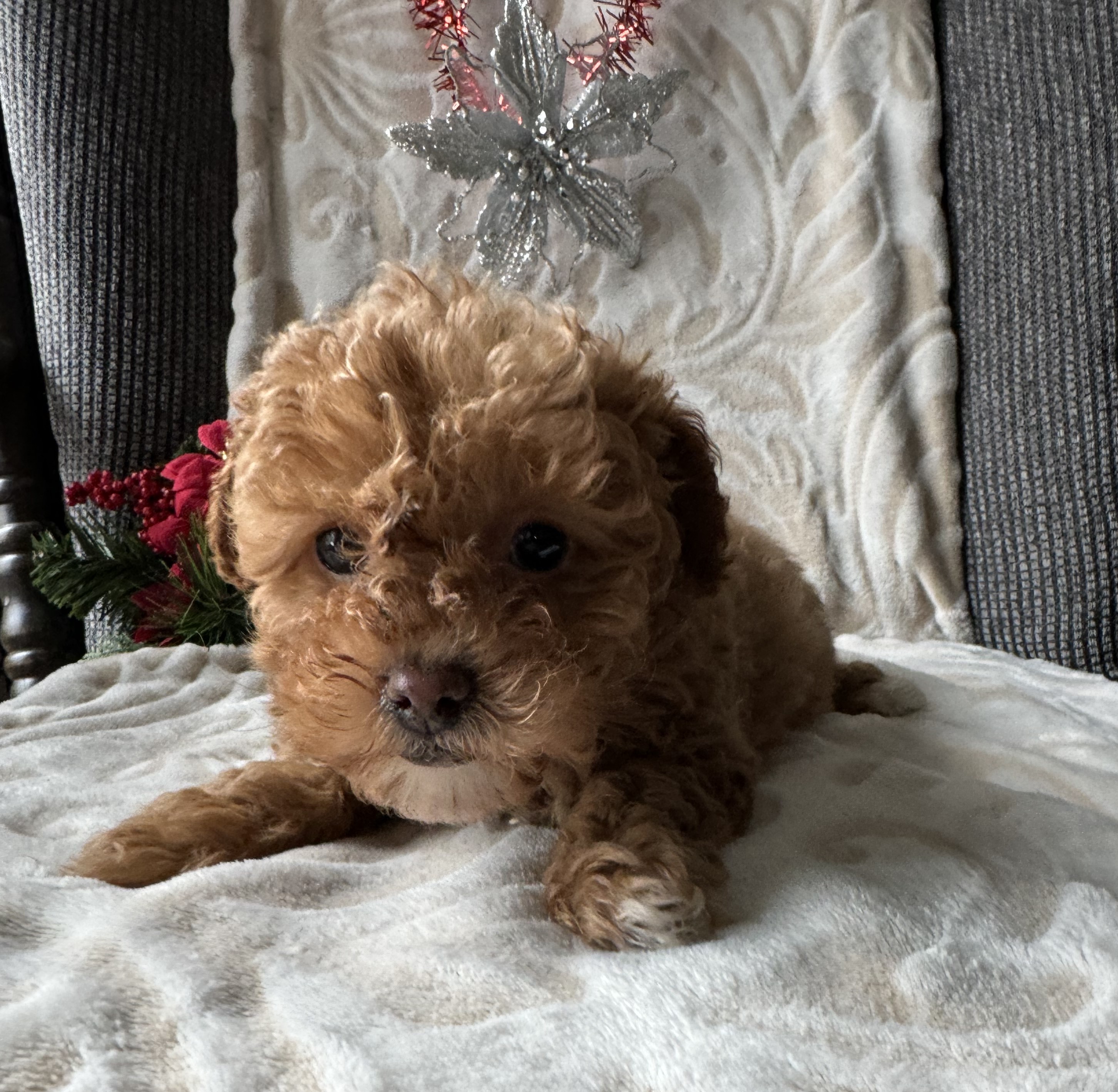 Toy Poodle Breeder, Bella's Red Toy Poodle