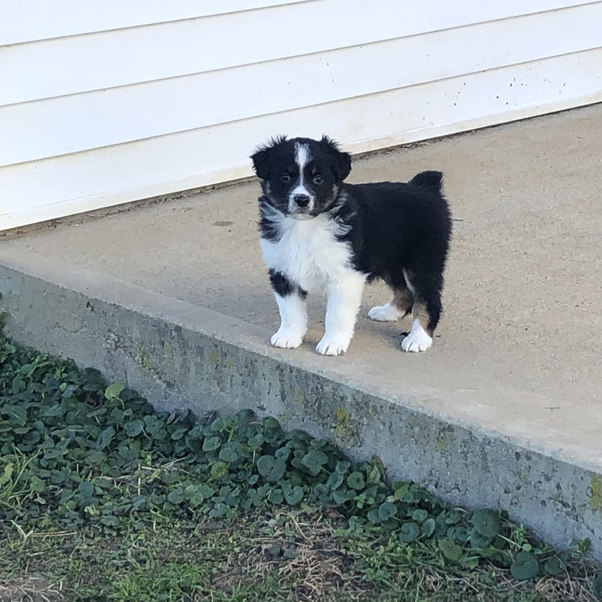 Little Fancy Australian Shepherd Puppy for Sale in Peebles, OH