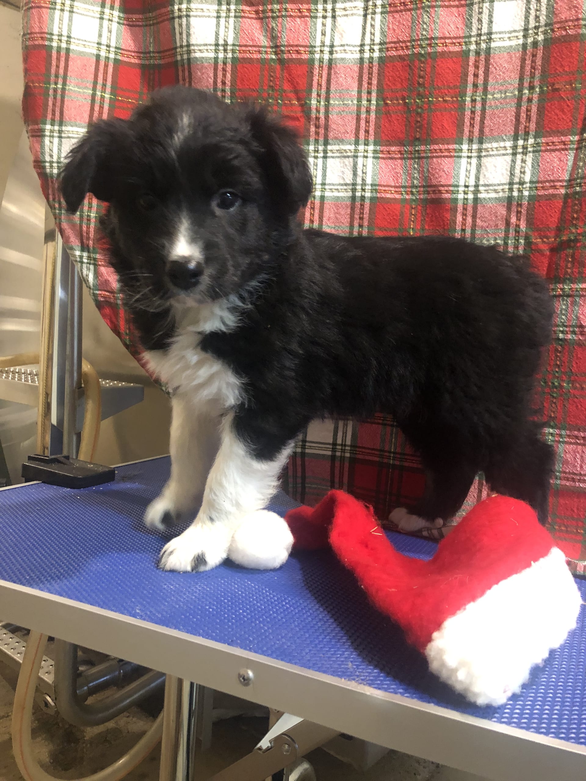 Two Socks Australian Shepherd Puppy for Sale in Peebles, OH