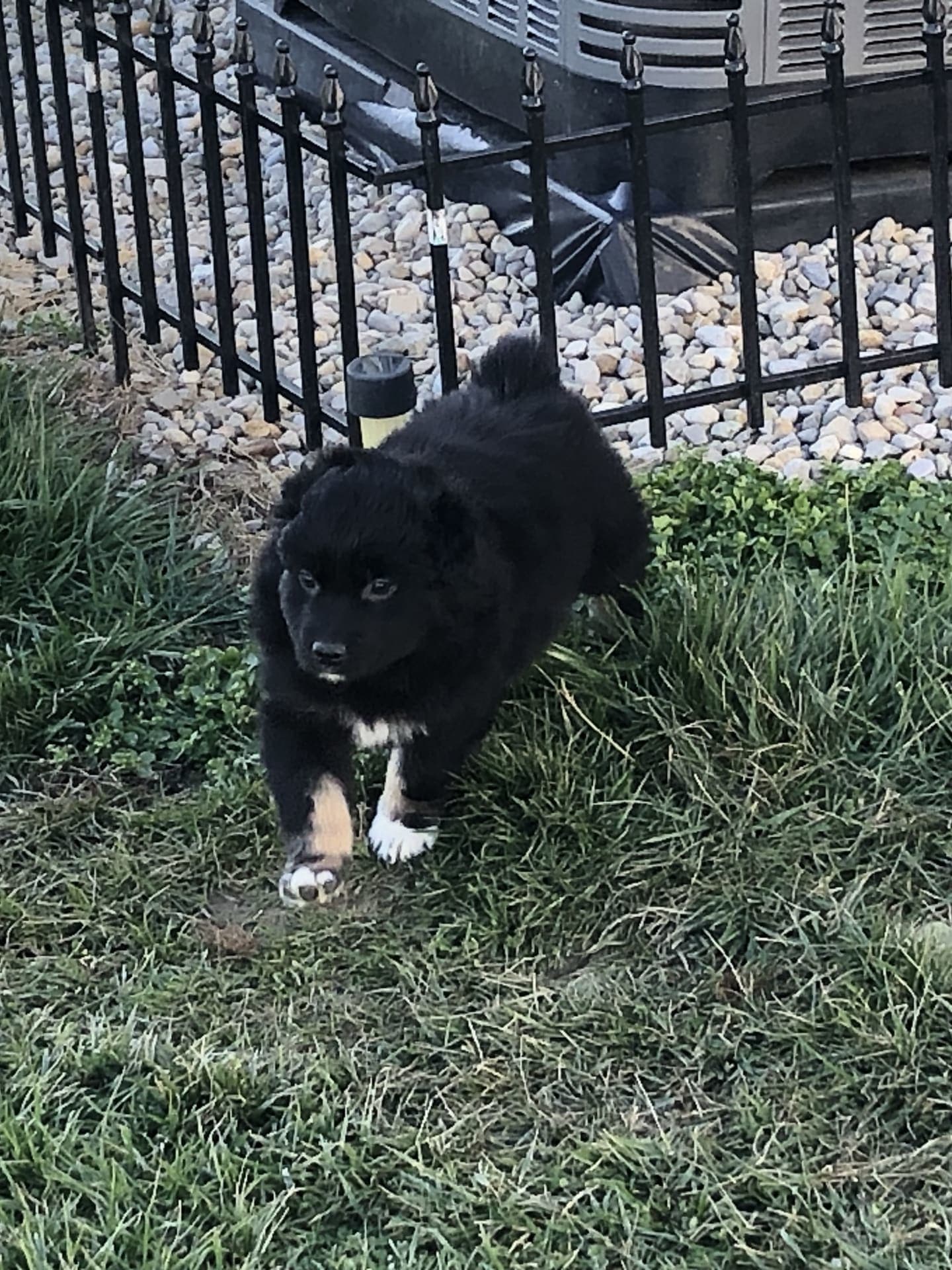 Little Foot Australian Shepherd Puppy for Sale in Peebles, OH
