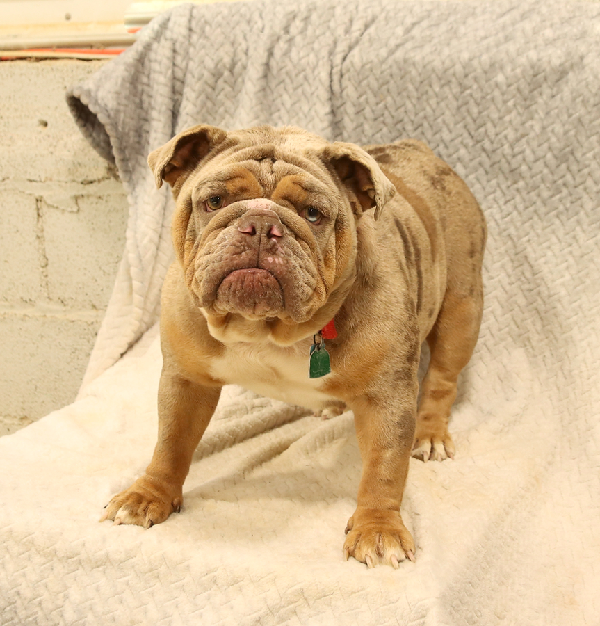 Lavender - English Bulldog Puppy for Sale in Ephrata, PA | Lancaster