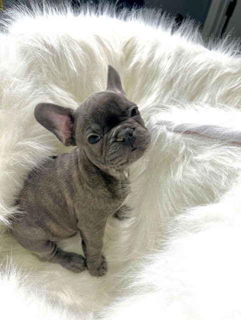 Blu - French Bulldog Puppy for Sale in Columbus, OH | Lancaster Puppies