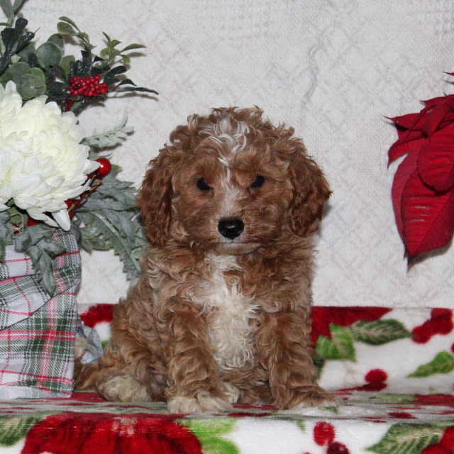 Harry Cavapoo Puppy for Sale in Rising Sun, MD Lancaster Puppies