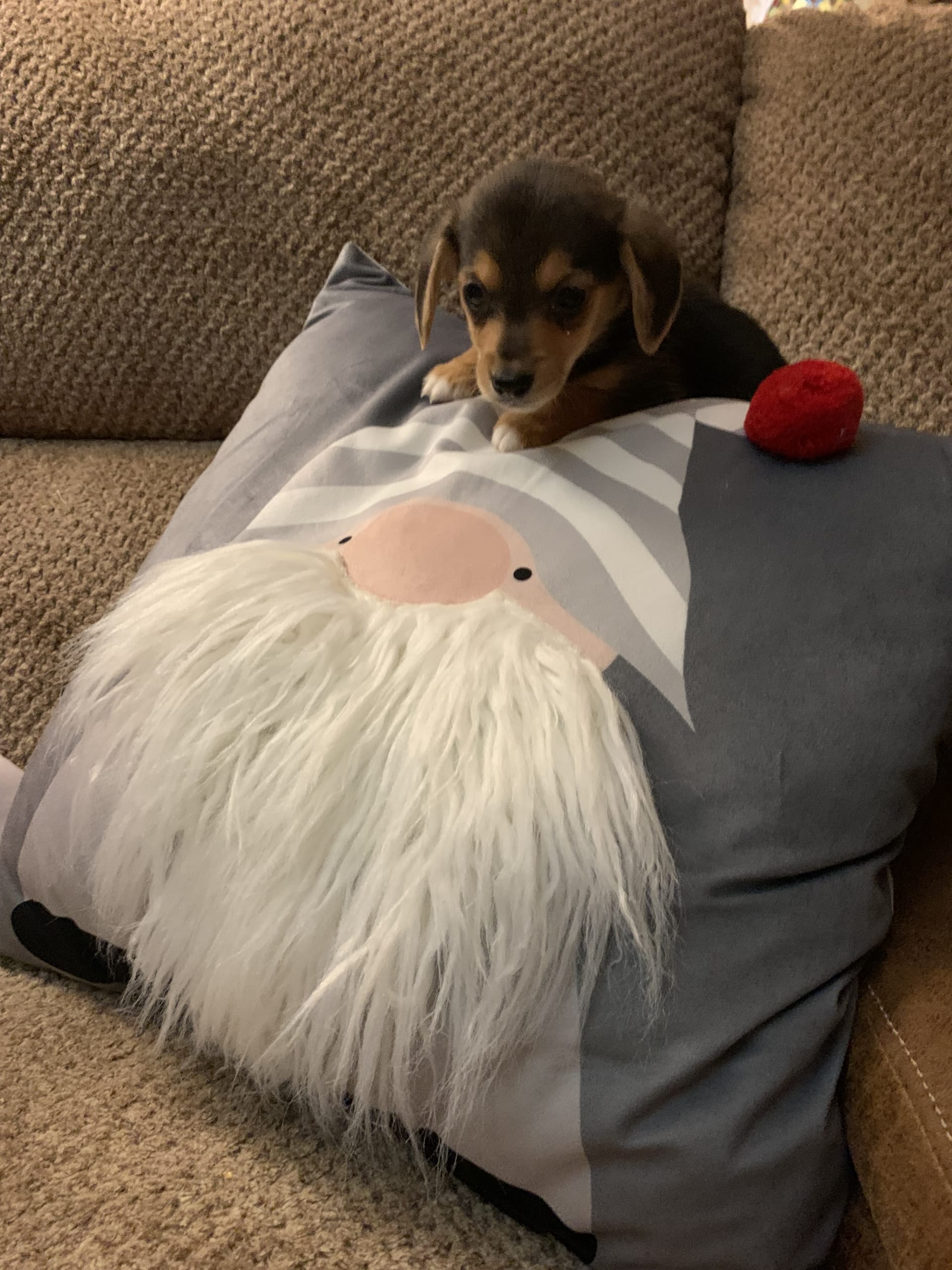 Hailey Welsh (Pembroke) and Dachshund Miniature Hybrid Puppy