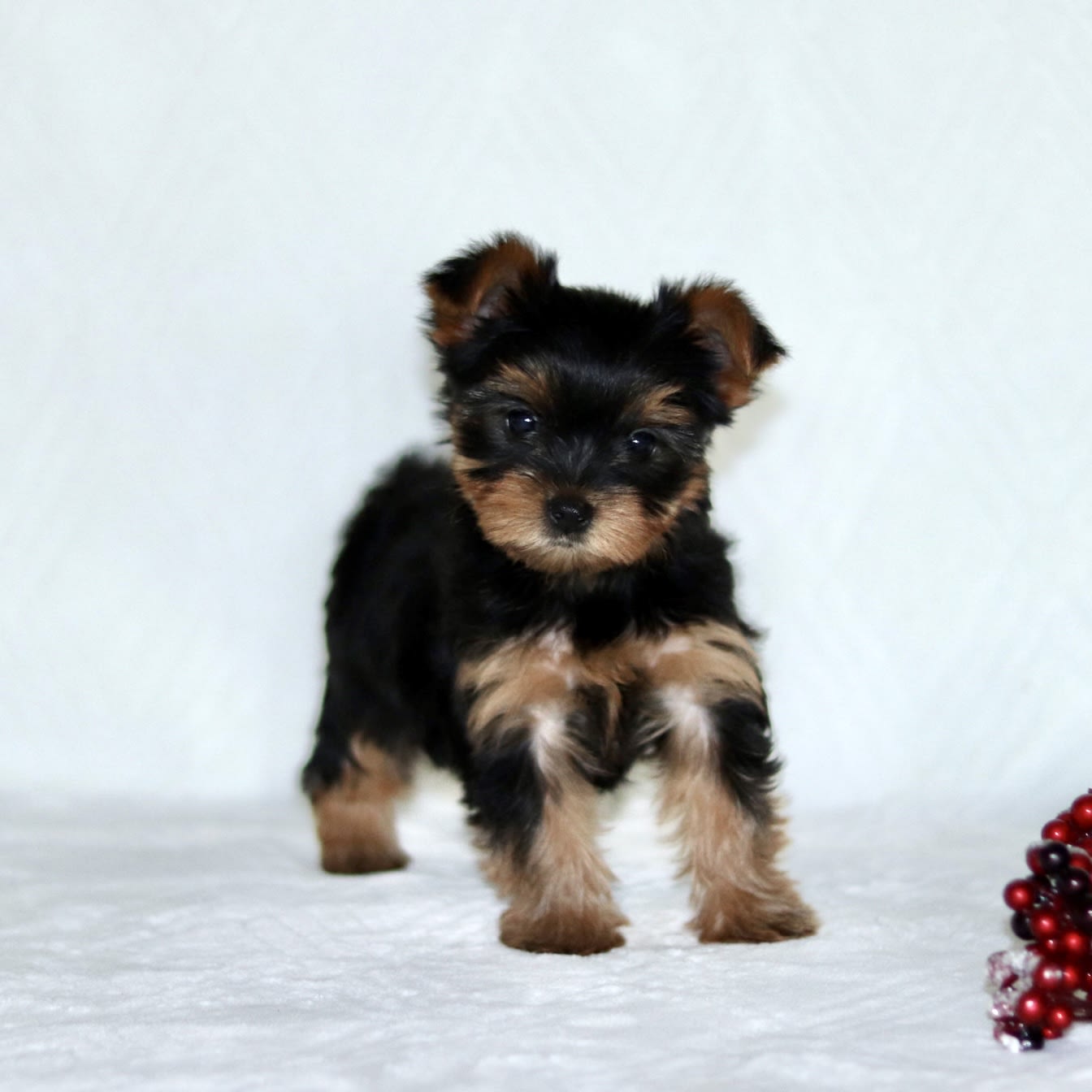 Rhianna Yorkshire Terrier Puppy for Sale in Paradise, PA Lancaster