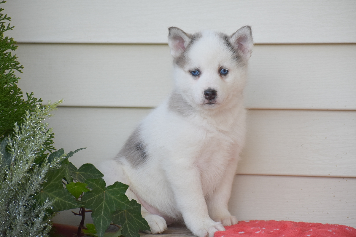 Taylor Pomsky Puppy for Sale in Coatesville, PA Lancaster Puppies