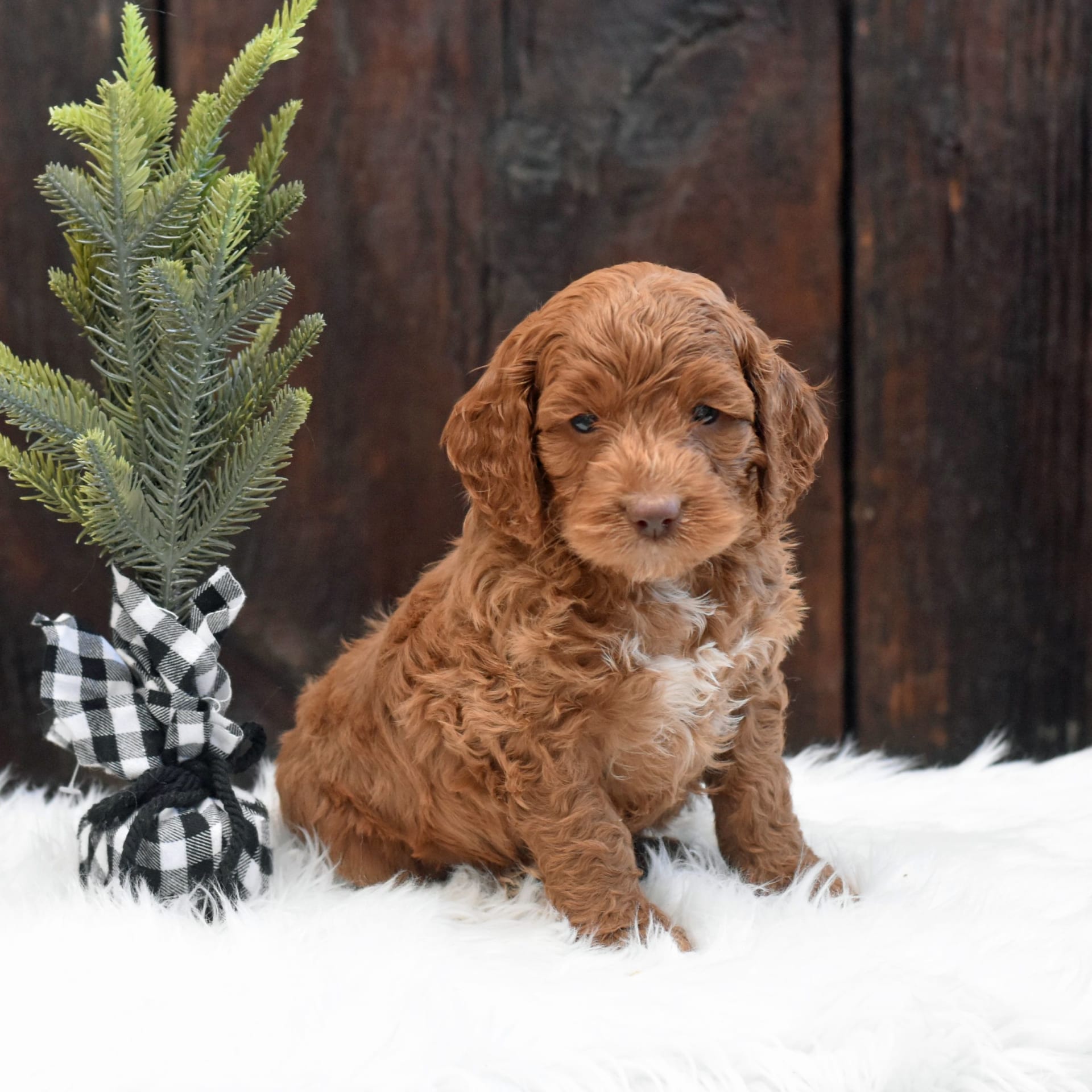 The Royal Mile – Piper the Cockapoo