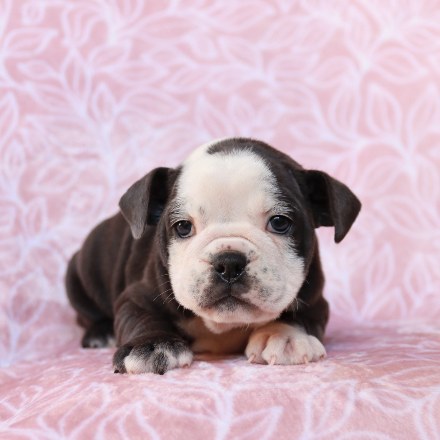 Stella Olde English Bulldogge and English Bulldog Hybrid Puppy for