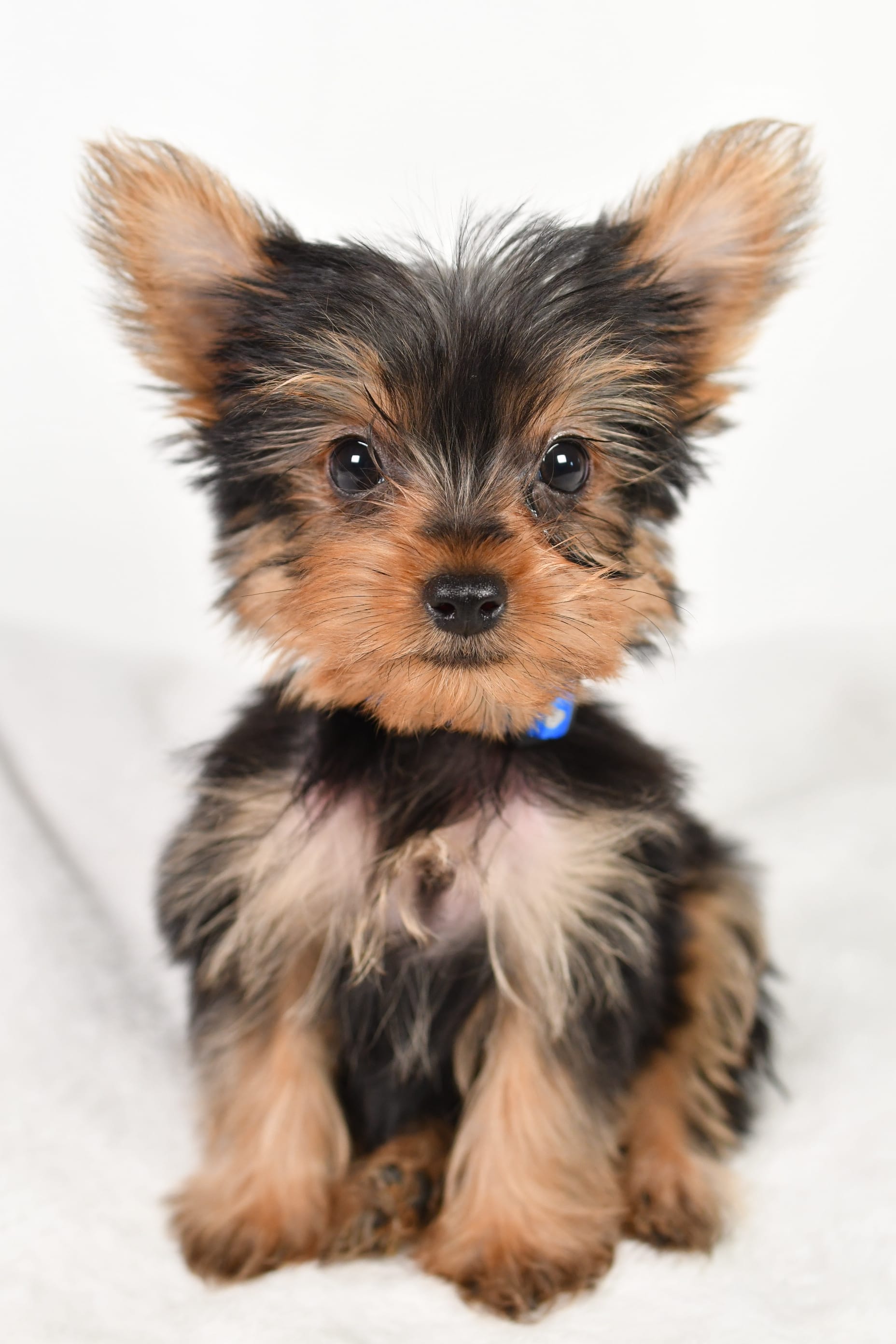 Dash Yorkshire Terrier Puppy for Sale in millersburg, OH Lancaster