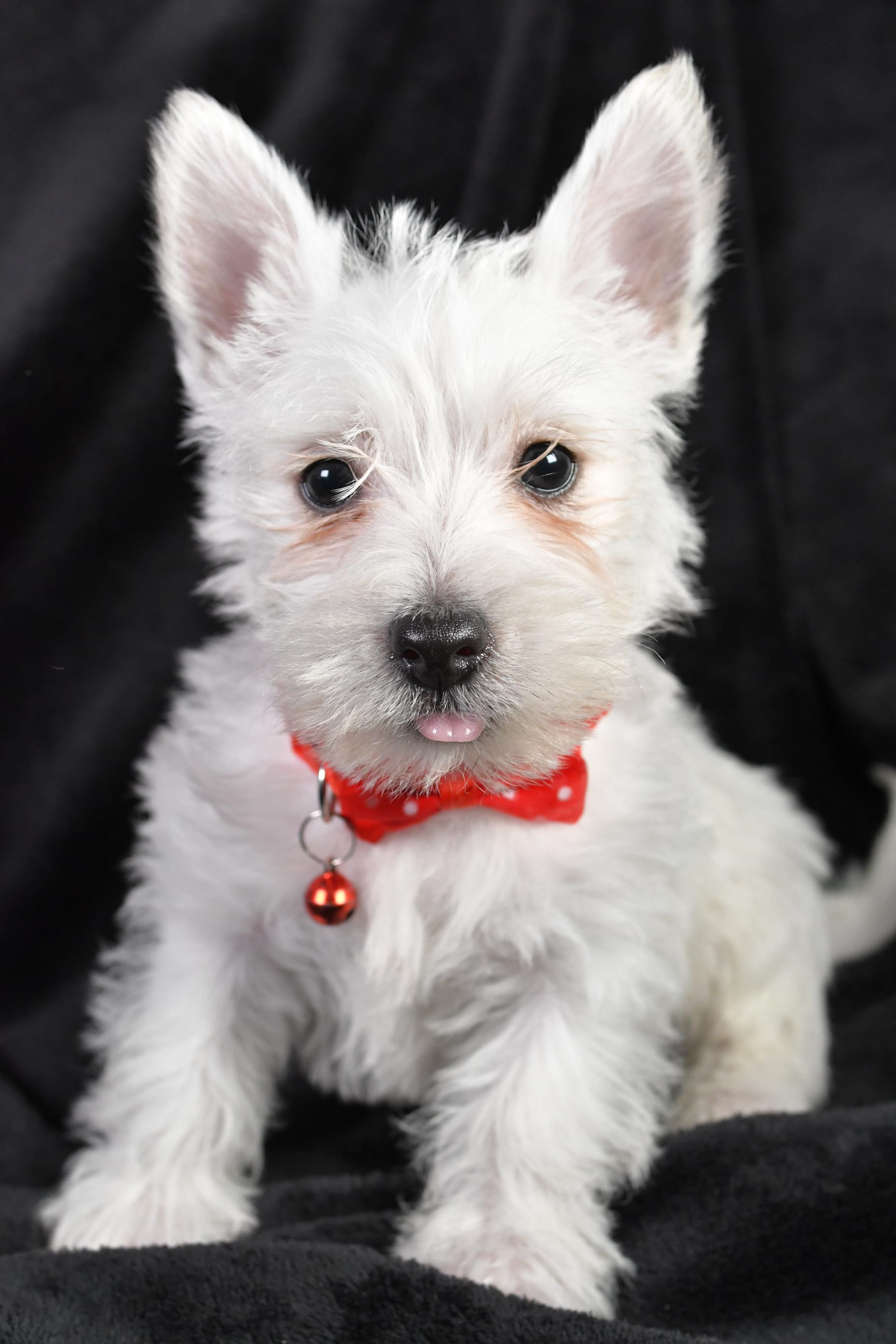 Hank West Highland White Terrier Puppy for Sale in millersburg, OH