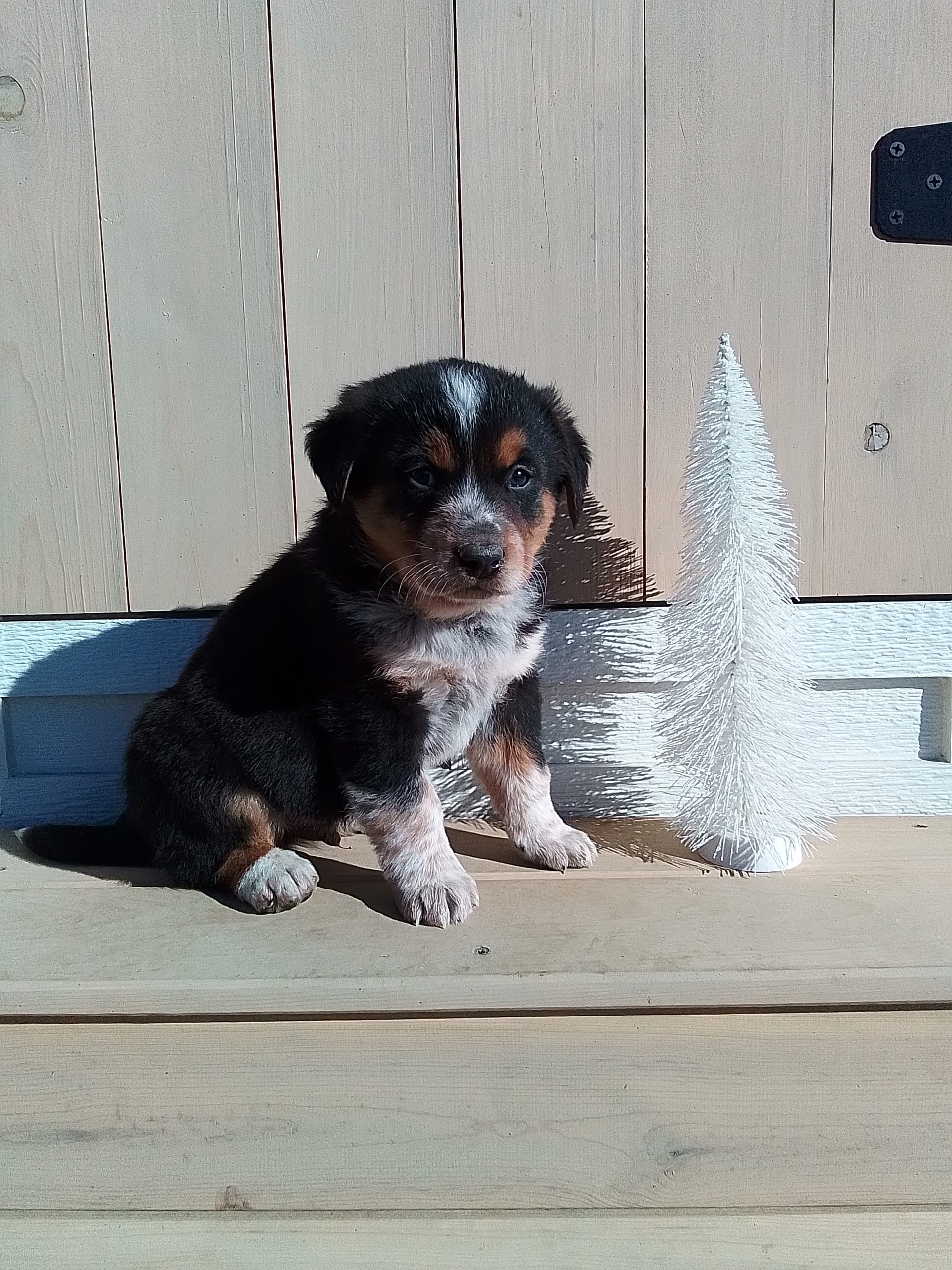 Leo Bernese Mountain Dog and Australian Cattle Dog Hybrid Puppy for
