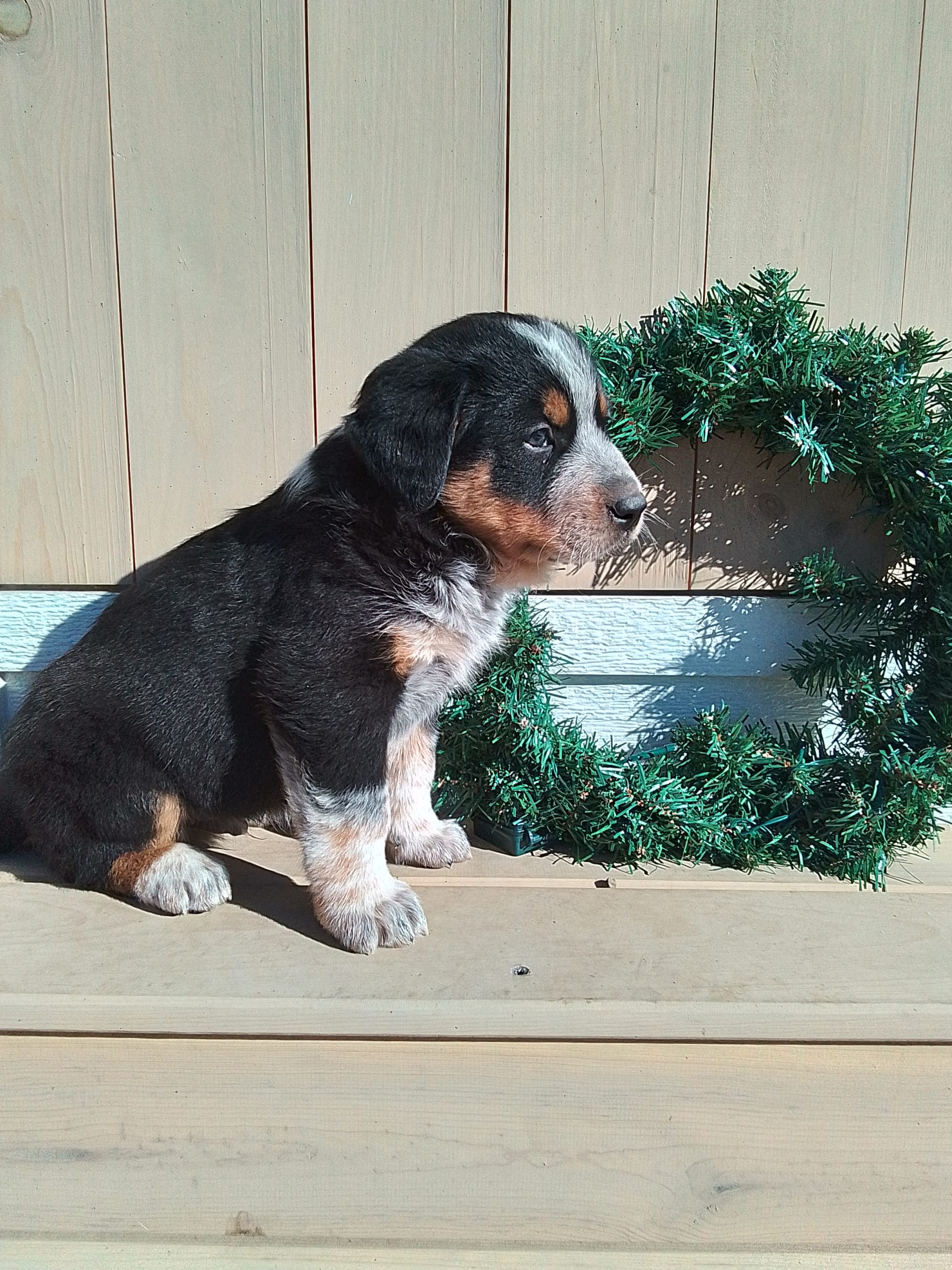 Oscar Bernese Mountain Dog and Australian Cattle Dog Hybrid Puppy for