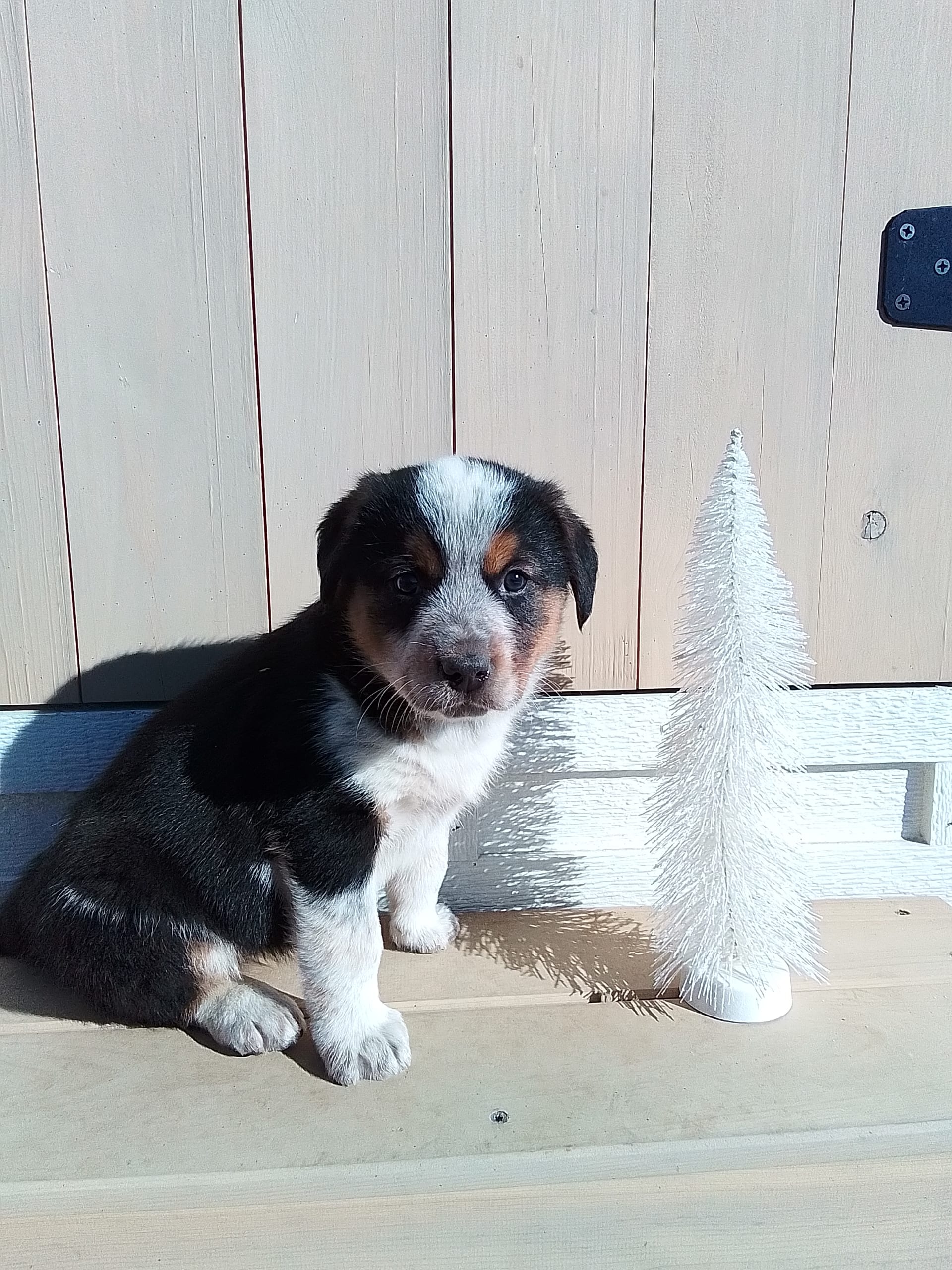Lily Bernese Mountain Dog and Australian Cattle Dog Hybrid Puppy for
