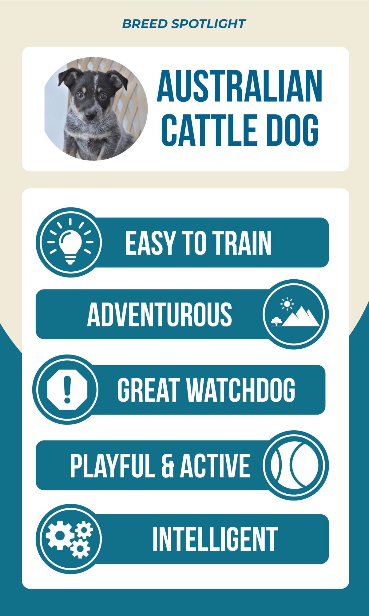 Australian Cattle Dog characteristics