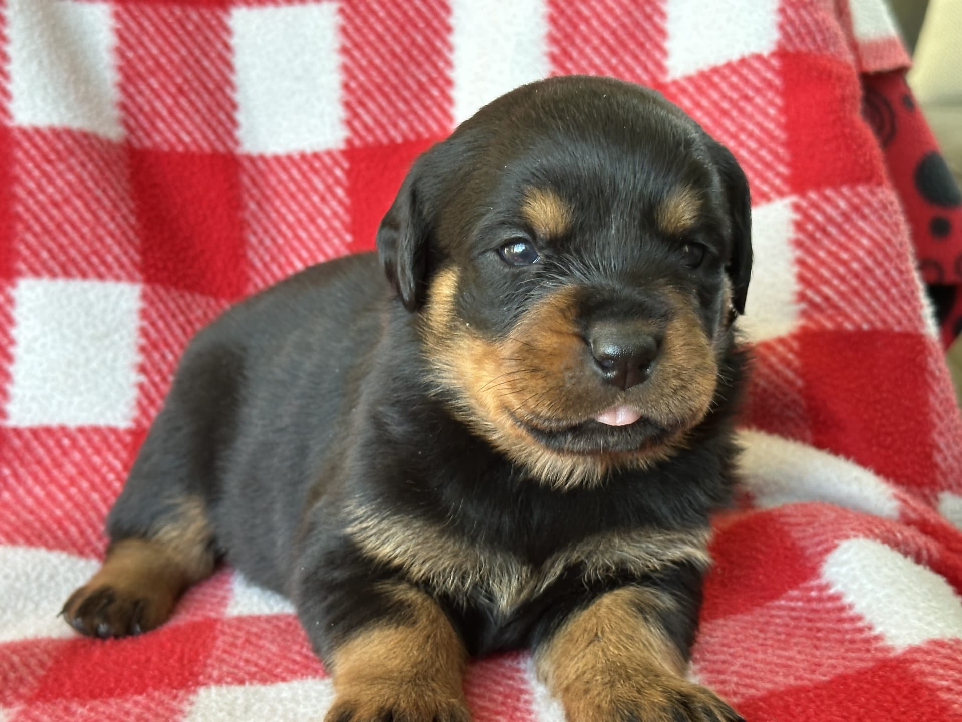 Sadie Rottweiler Puppy for Sale in Wakarusa, IN Lancaster Puppies