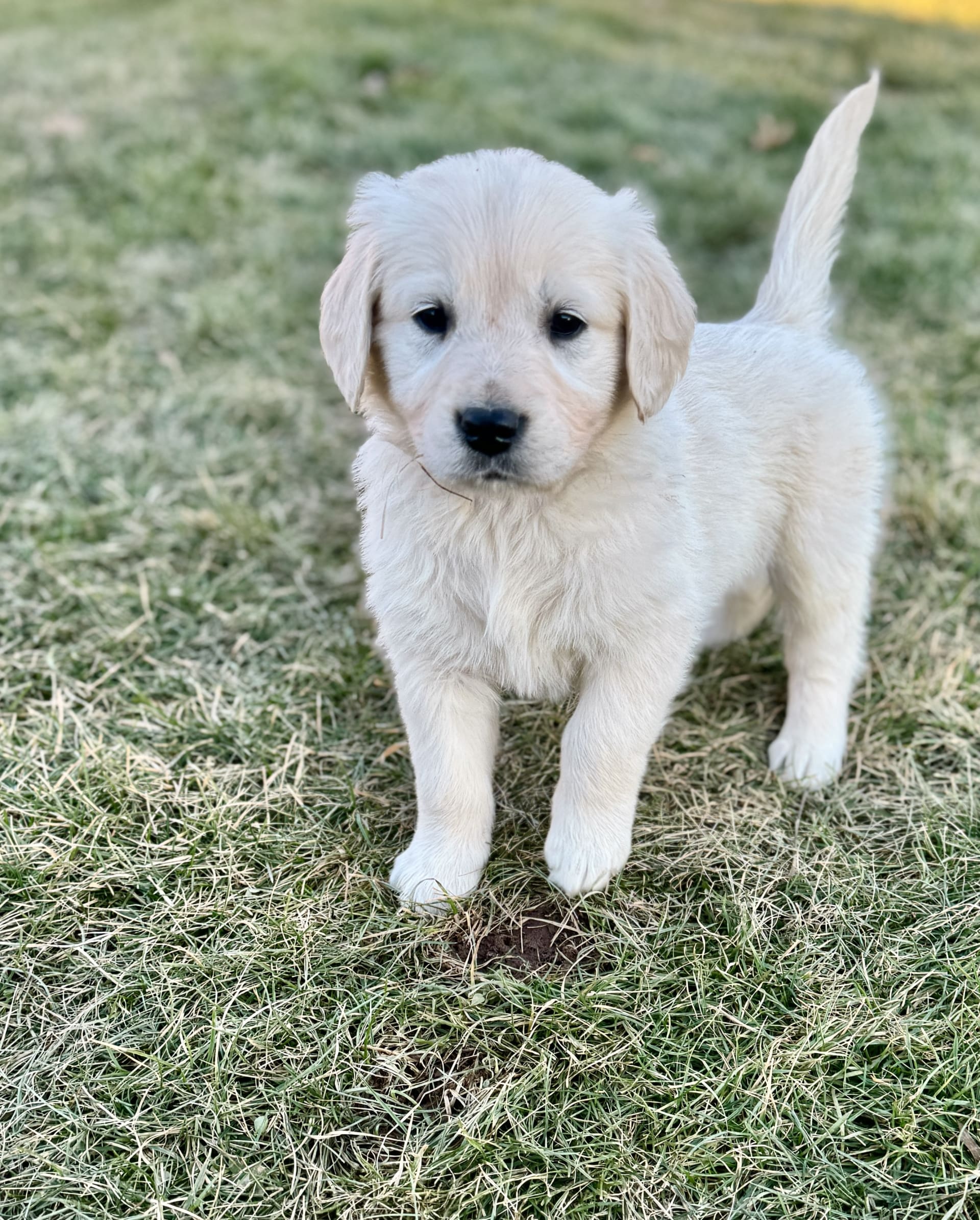 Lancaster Puppies Golden Retriever - 5b25ovt