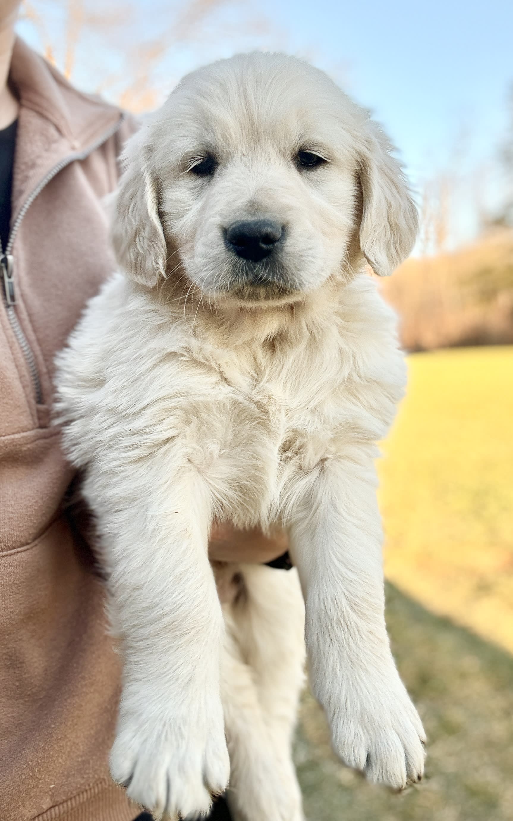 Lancaster Puppies Golden Retriever - voa2dxg