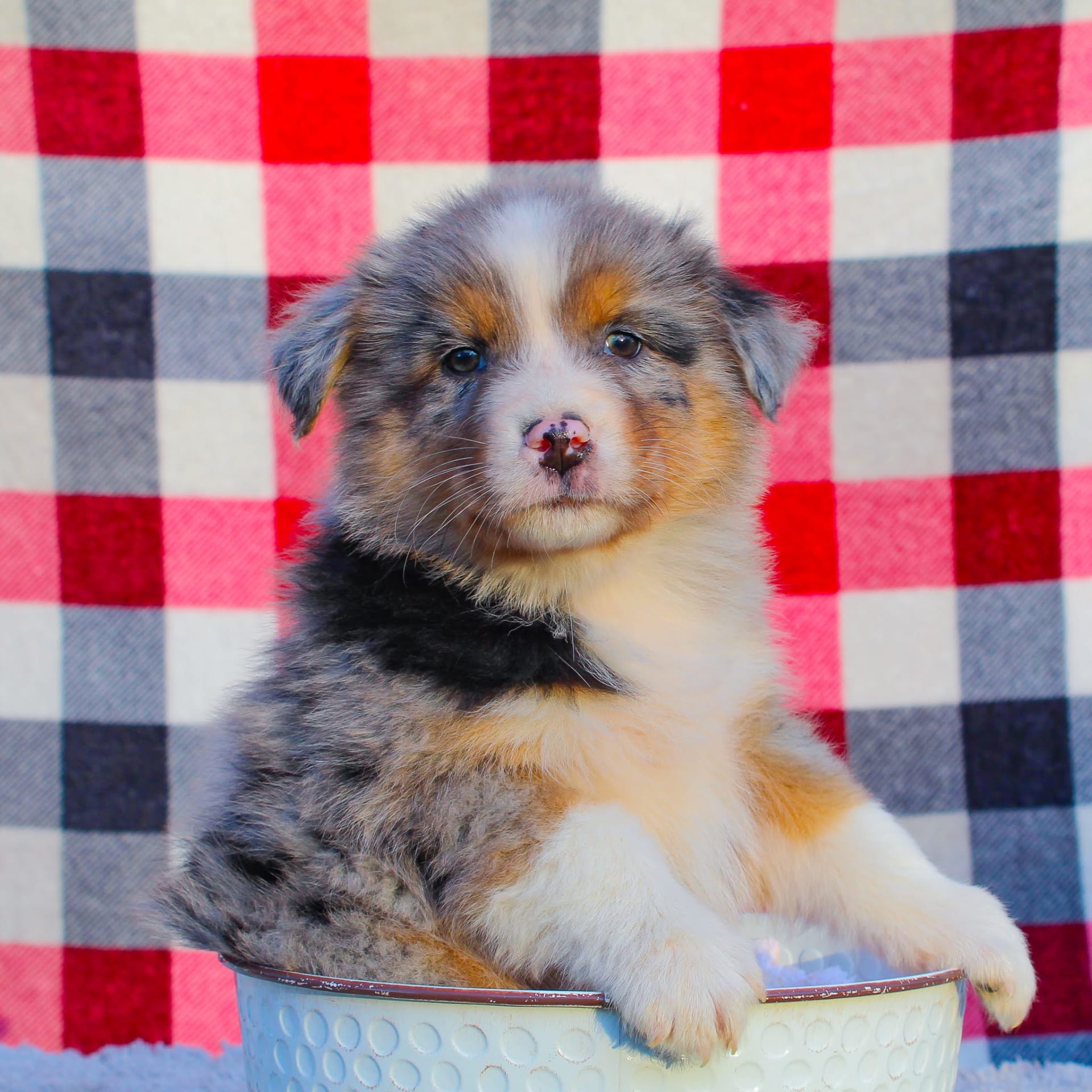 Tanner Australian Shepherd Puppy for Sale in Dalton, OH Lancaster