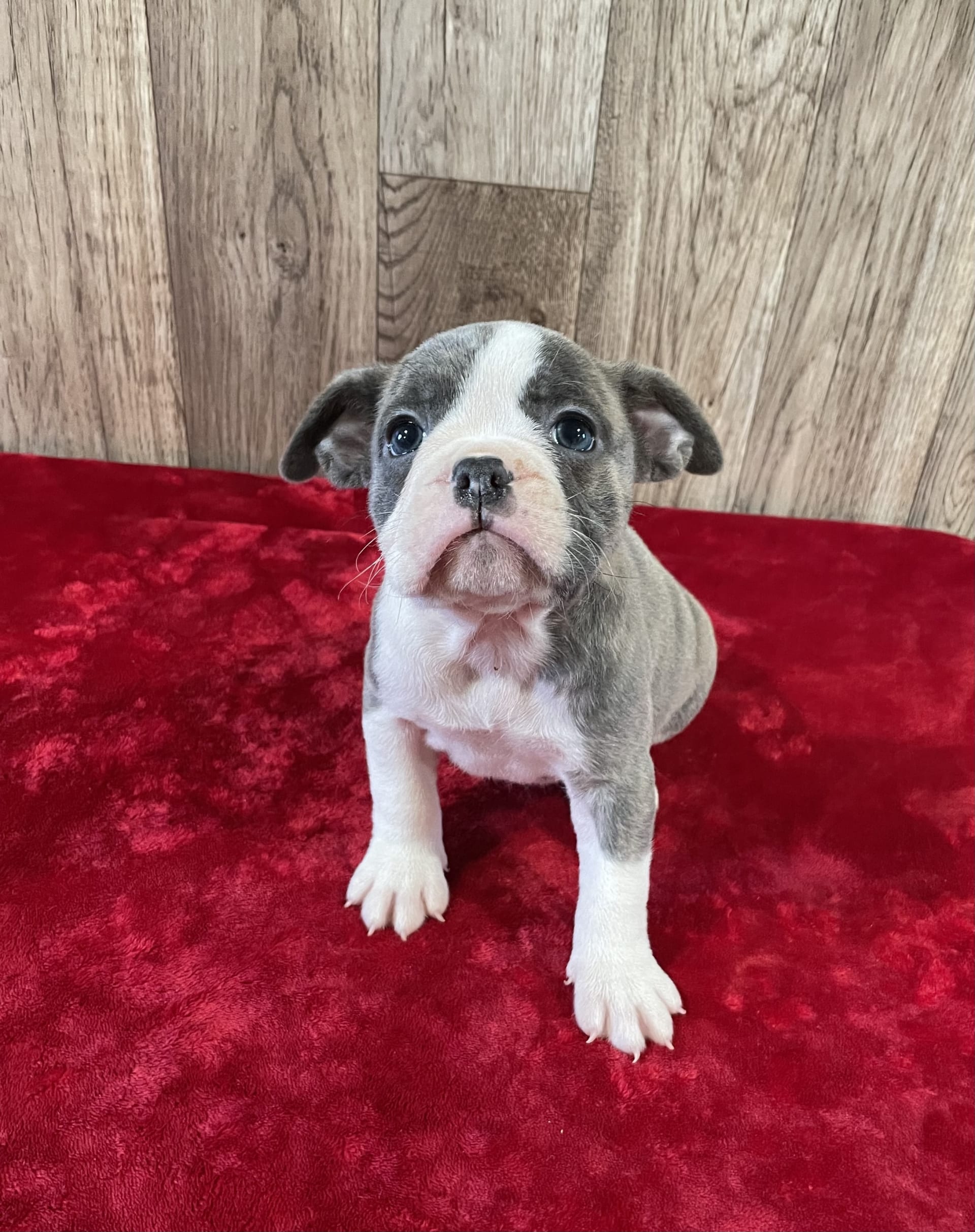 addie-english-bulldog-and-french-bulldog-hybrid-puppy-for-sale-in