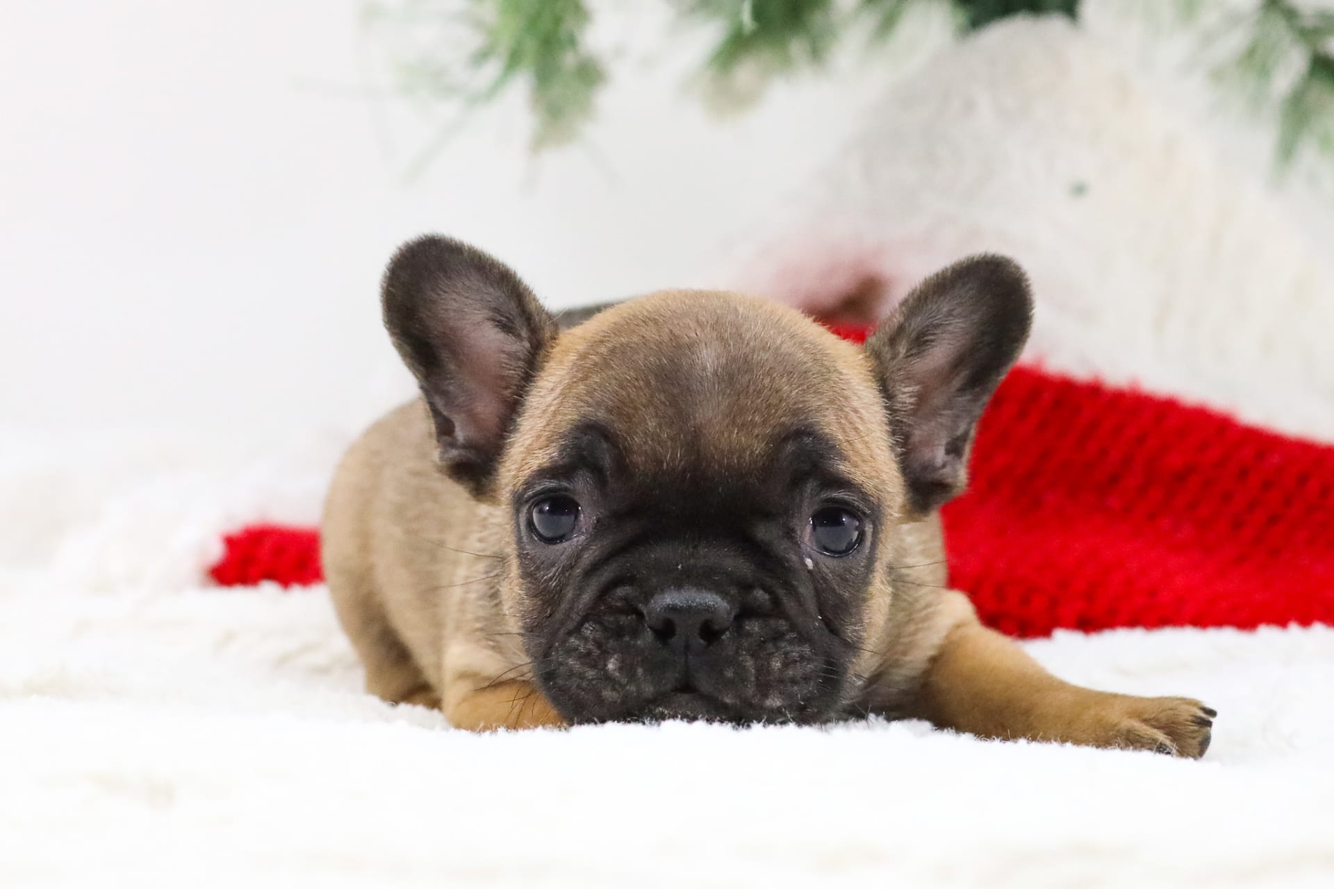 Elwin - French Bulldog Puppy for Sale in Millersburg, OH | Lancaster ...